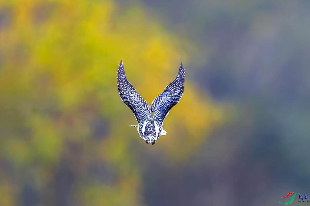 hnxyR3241122 (234)-����ǿ-NR.jpg