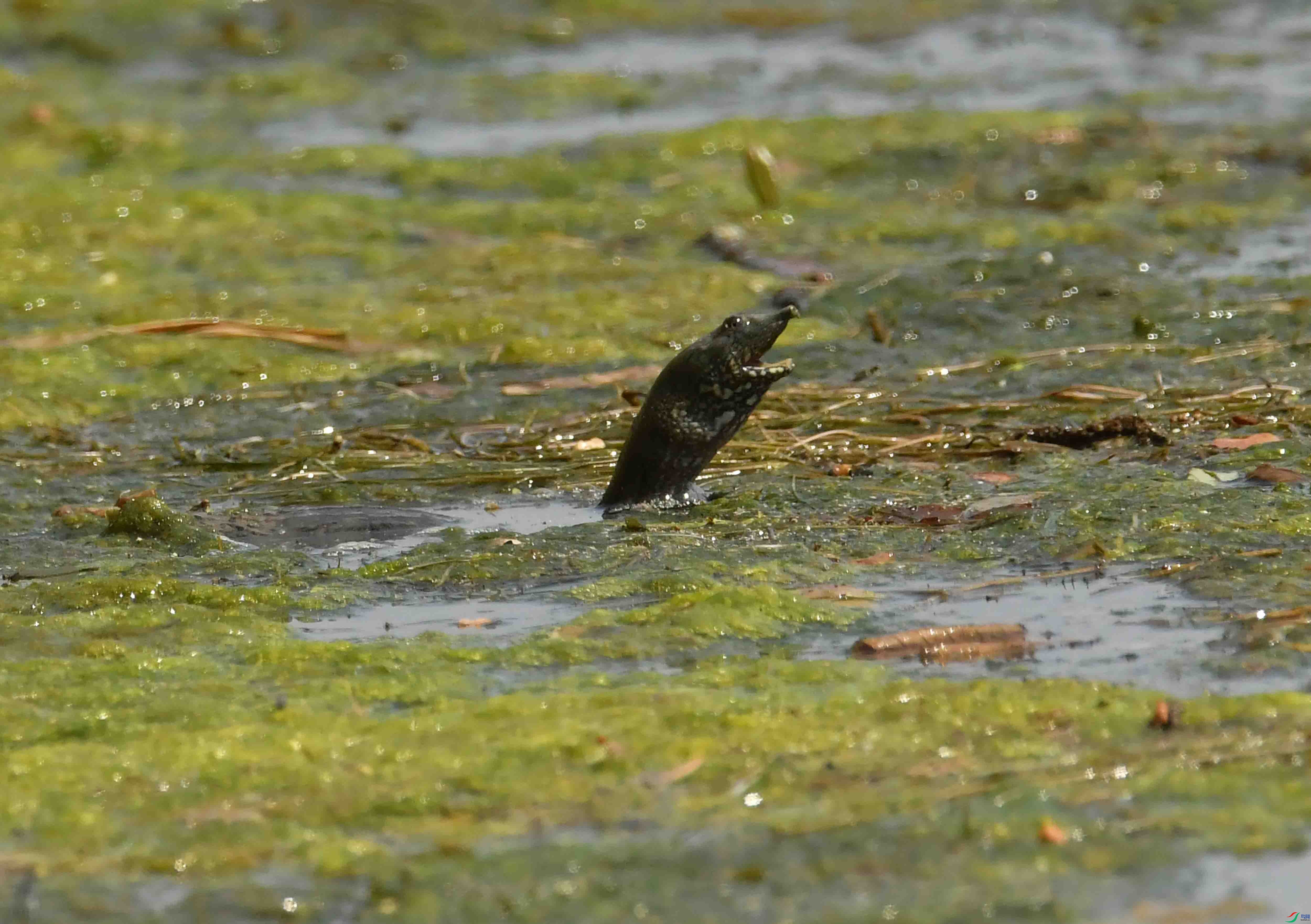 DSC_2059.JPG