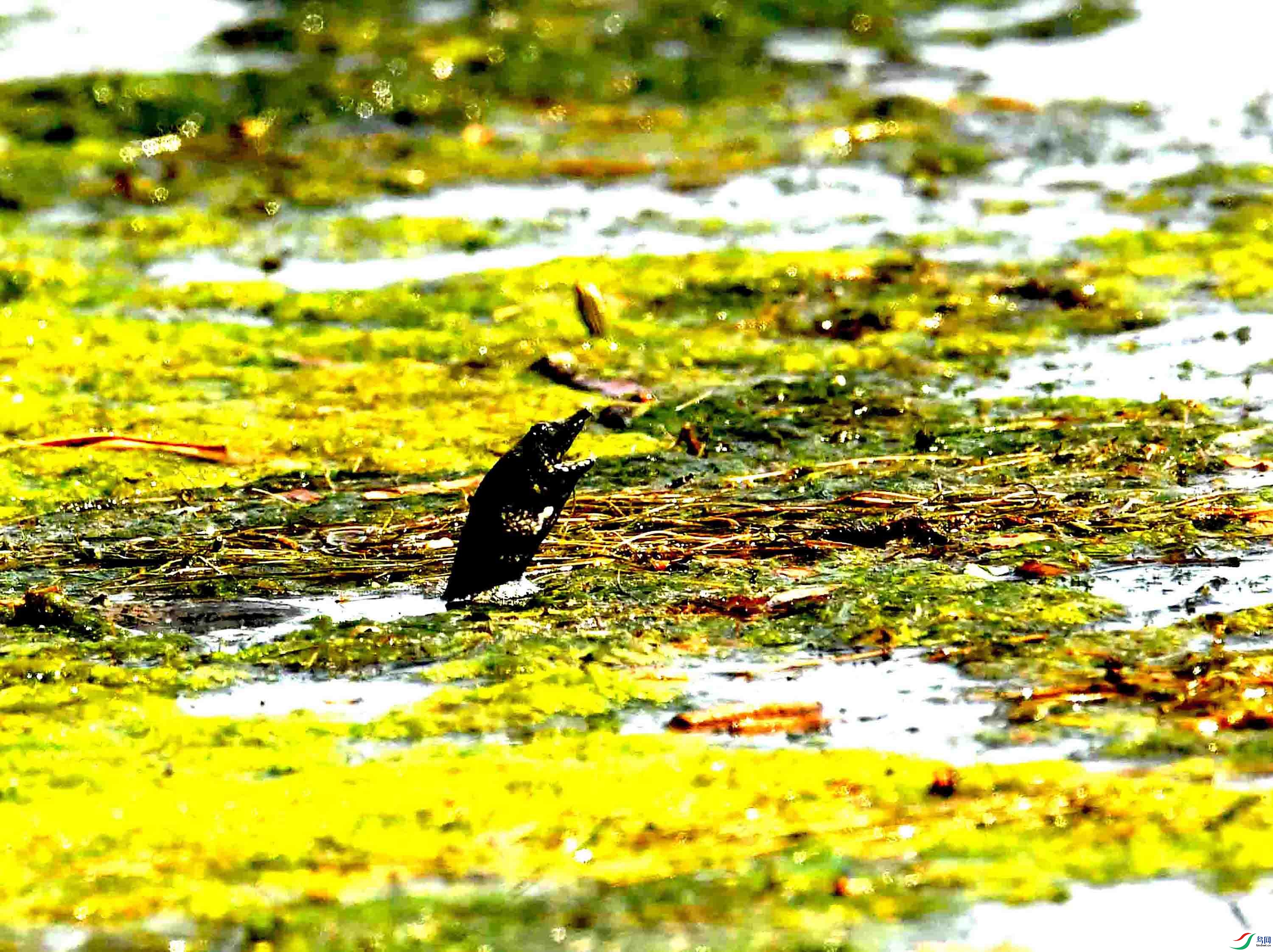 DSC_2061.JPG