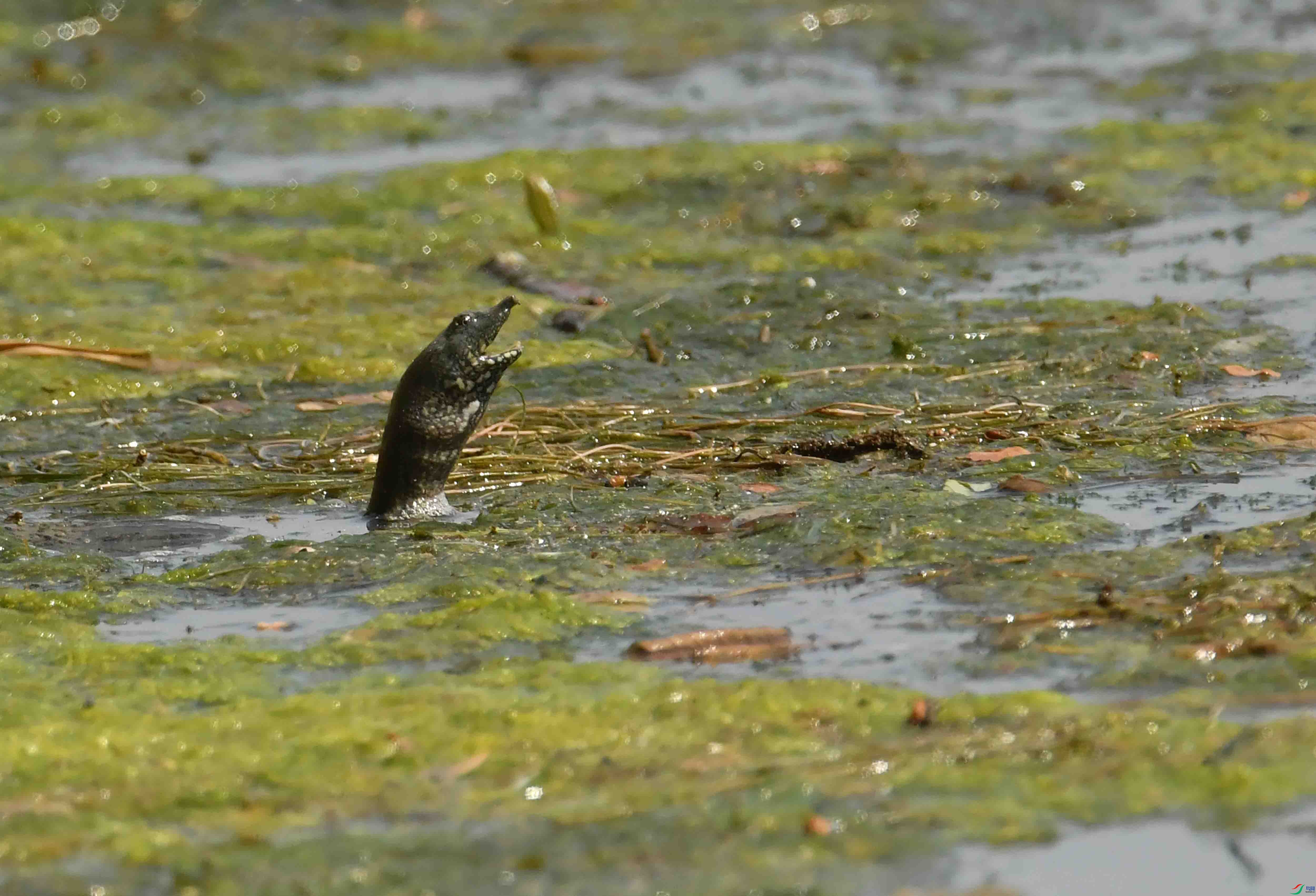 DSC_2062.JPG