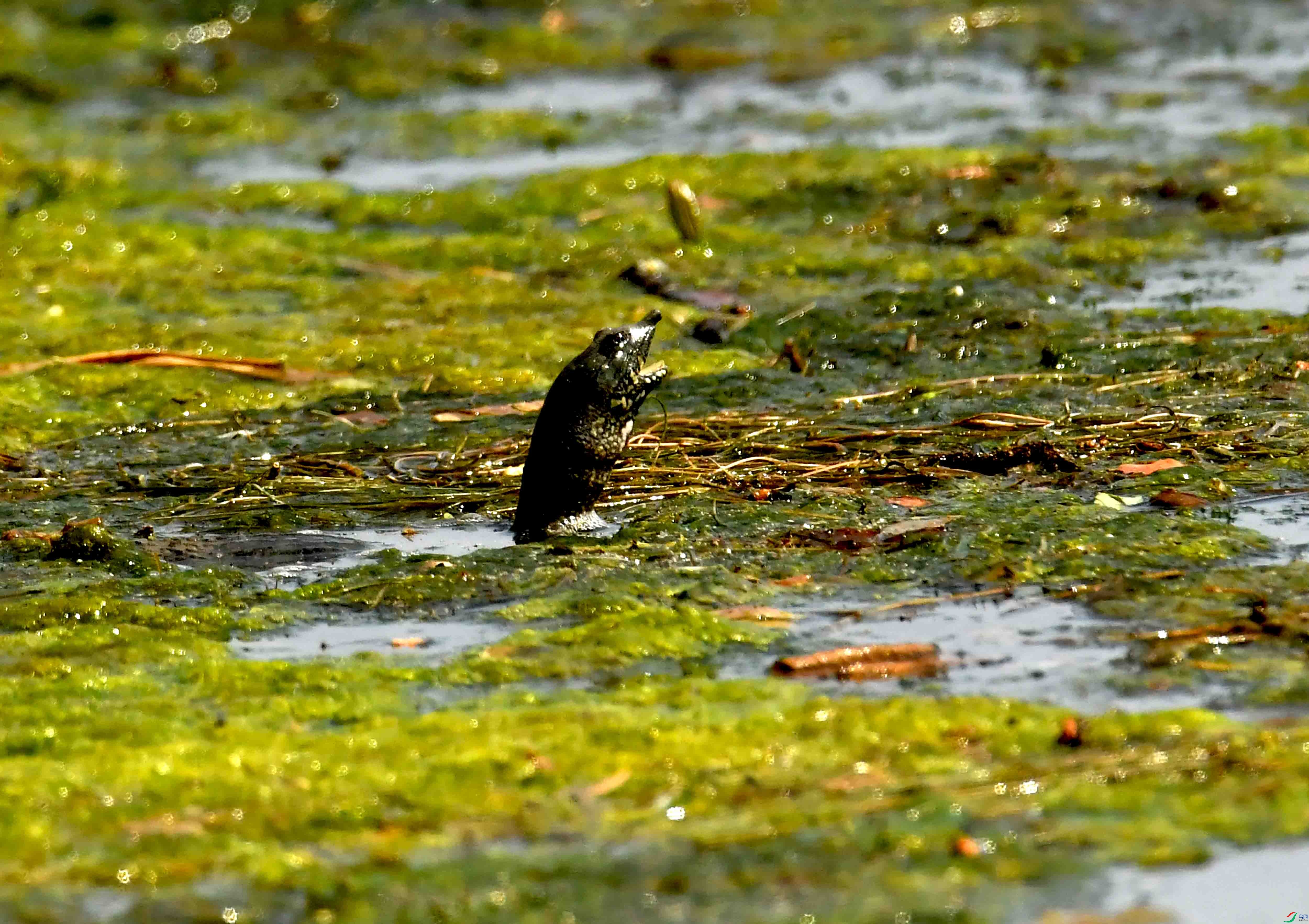 DSC_2065.JPG