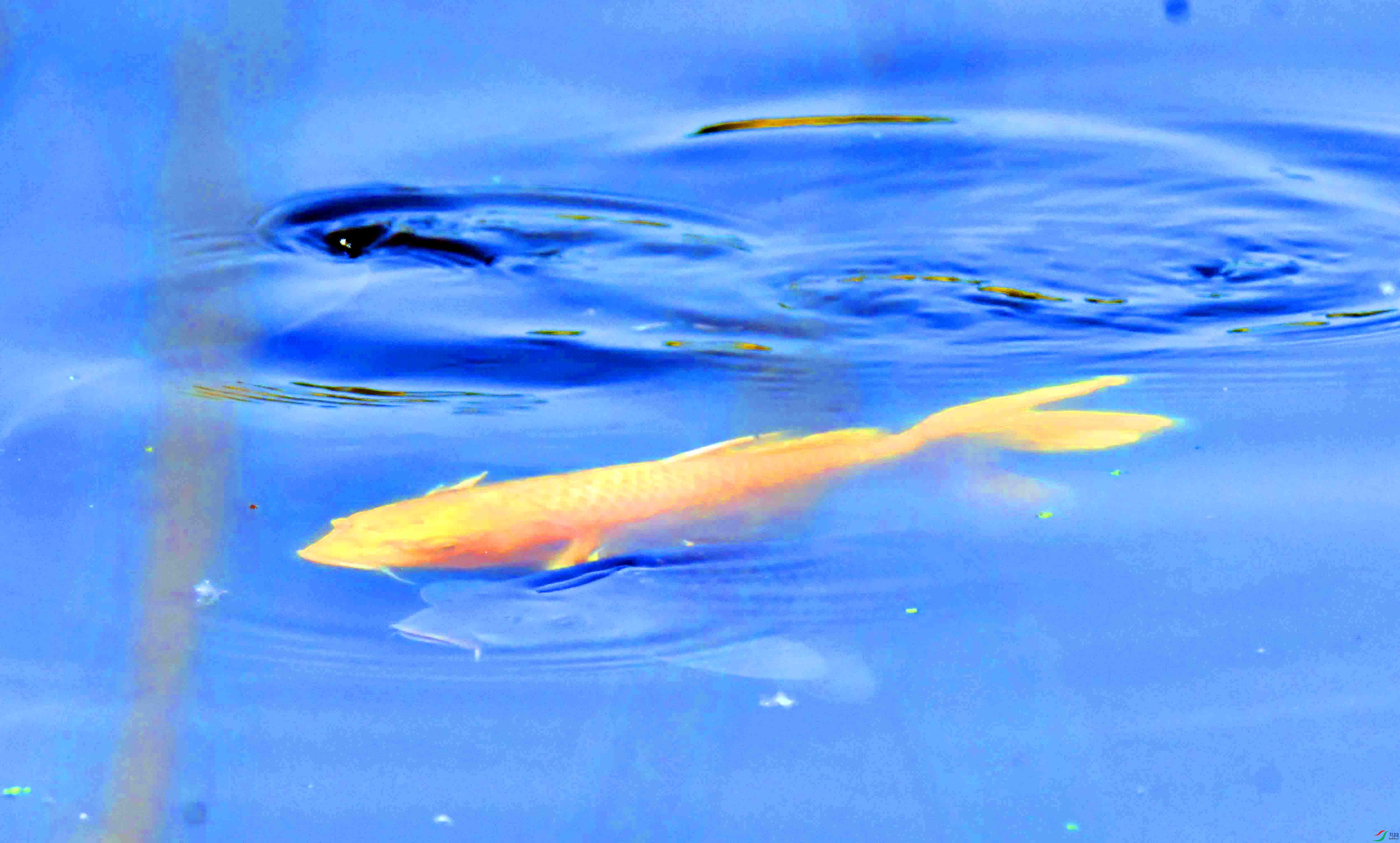 DSC_2431.JPG