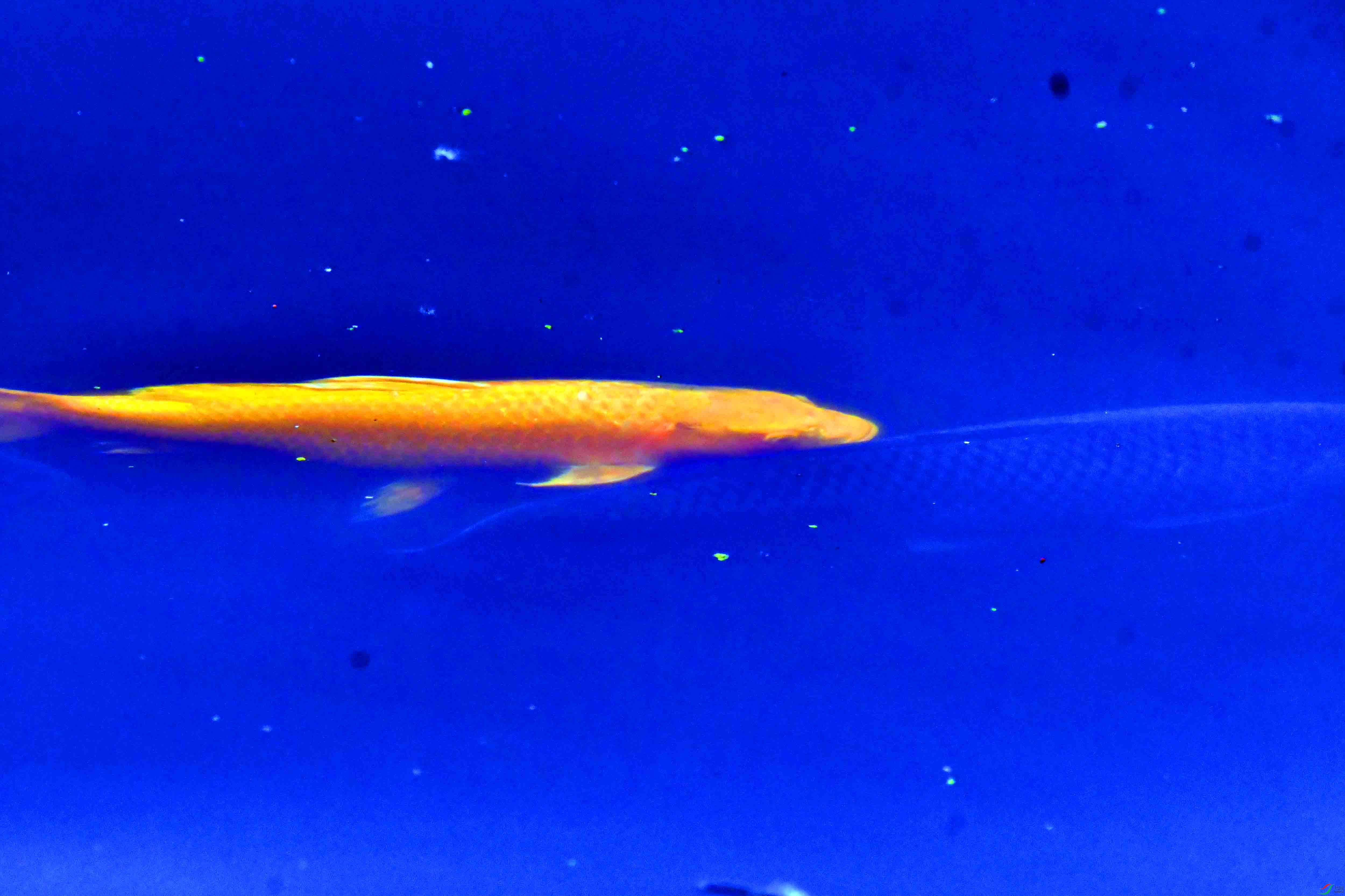 DSC_2436.JPG