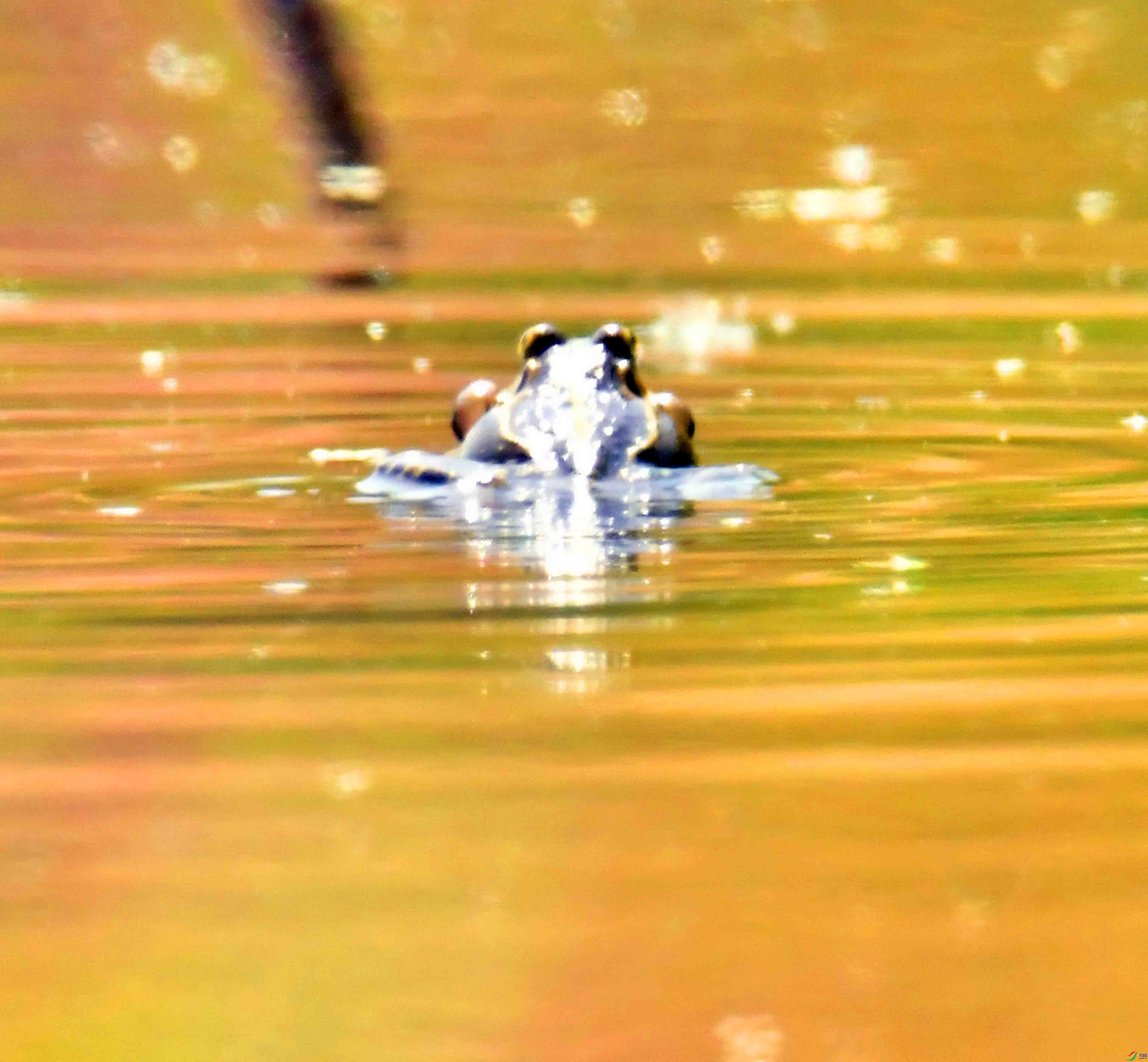 DSC_2116.JPG