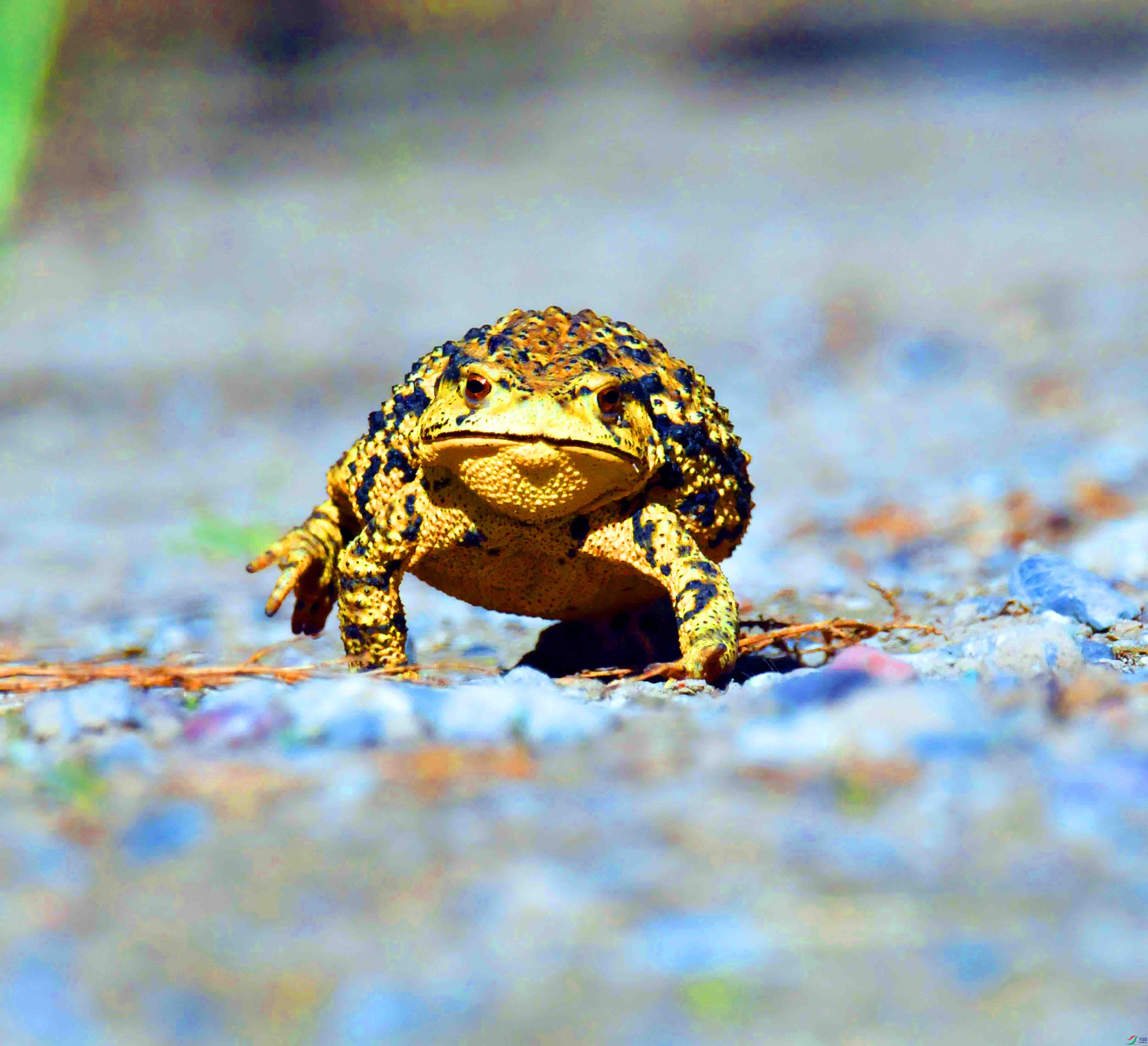 DSC_8574.JPG