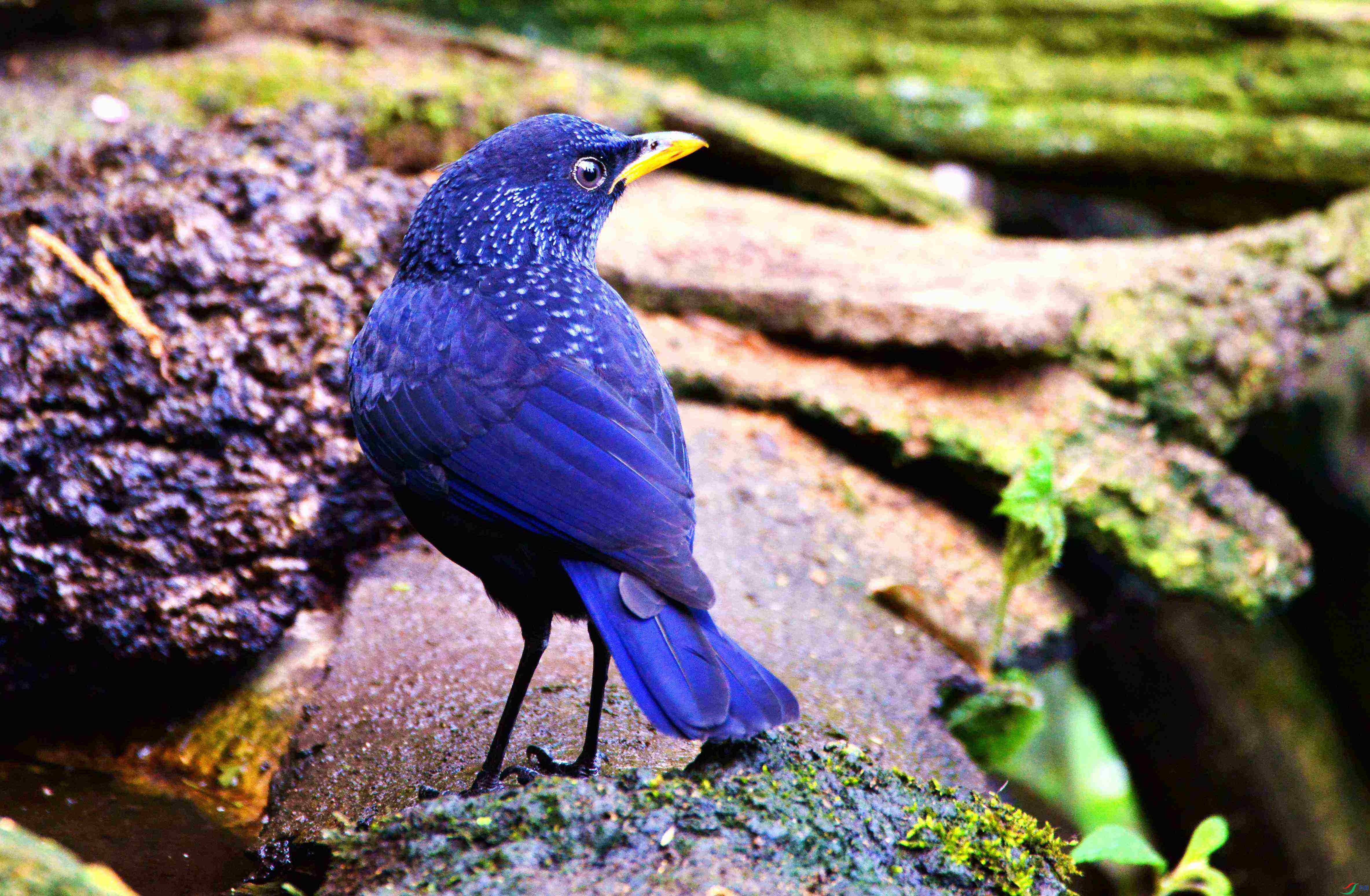 DSC_8244.JPG