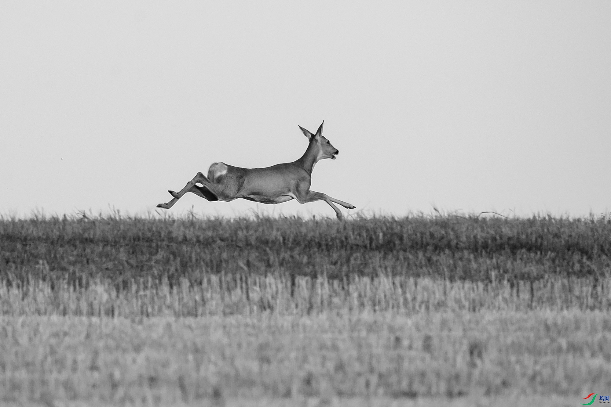 DSC_62770.jpg