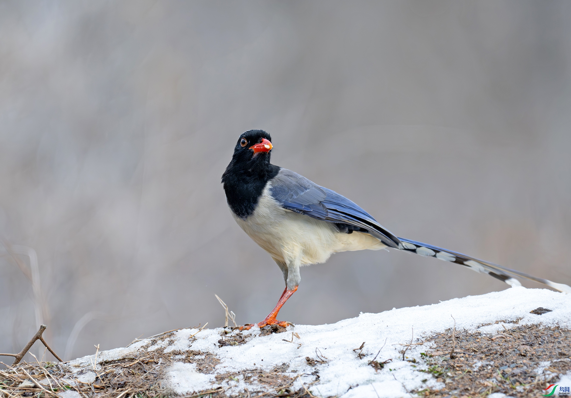 DSC_2209d2.jpg