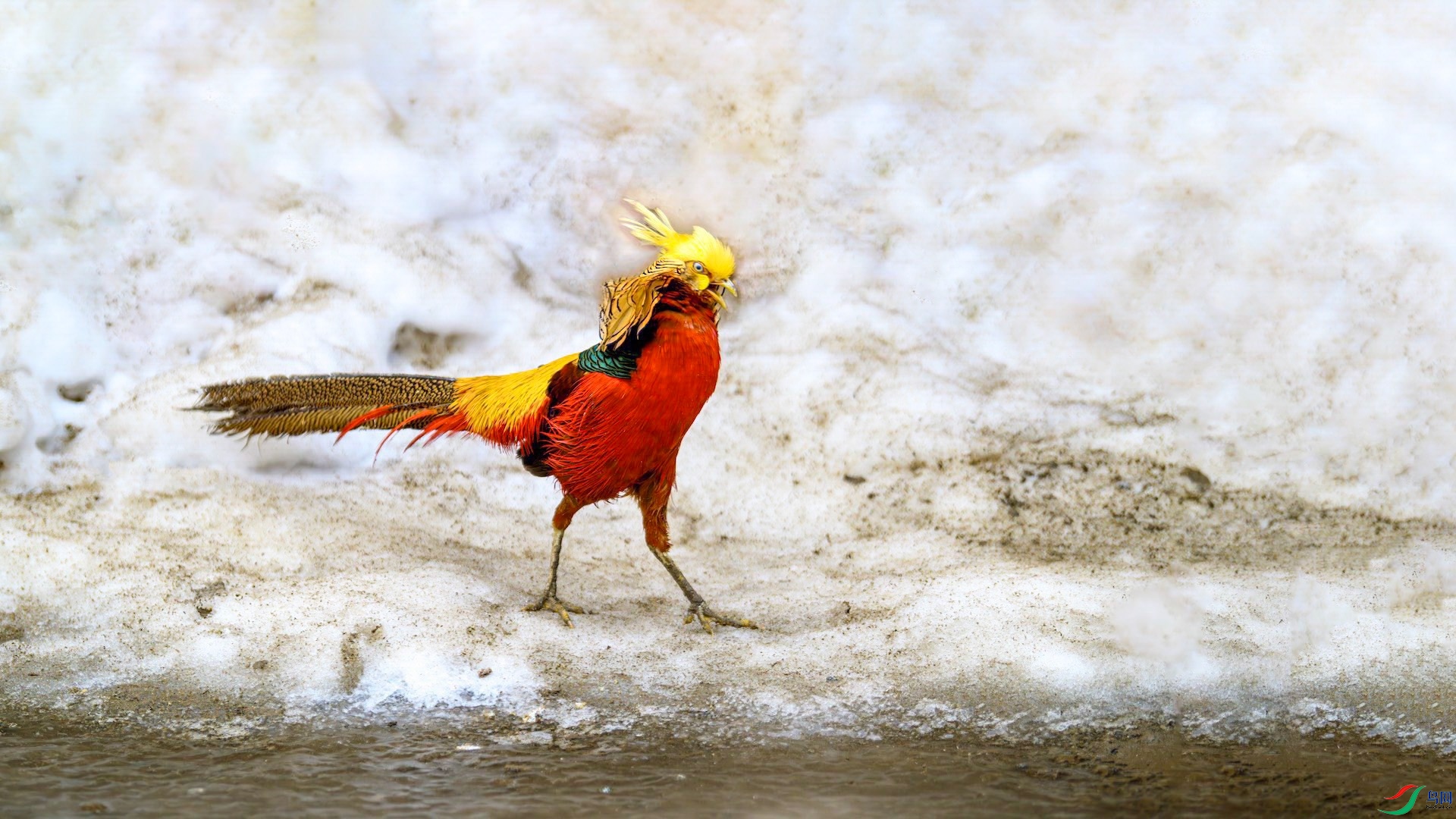 1-1_XXL3920-����ǿ-NR ���� 66.jpg