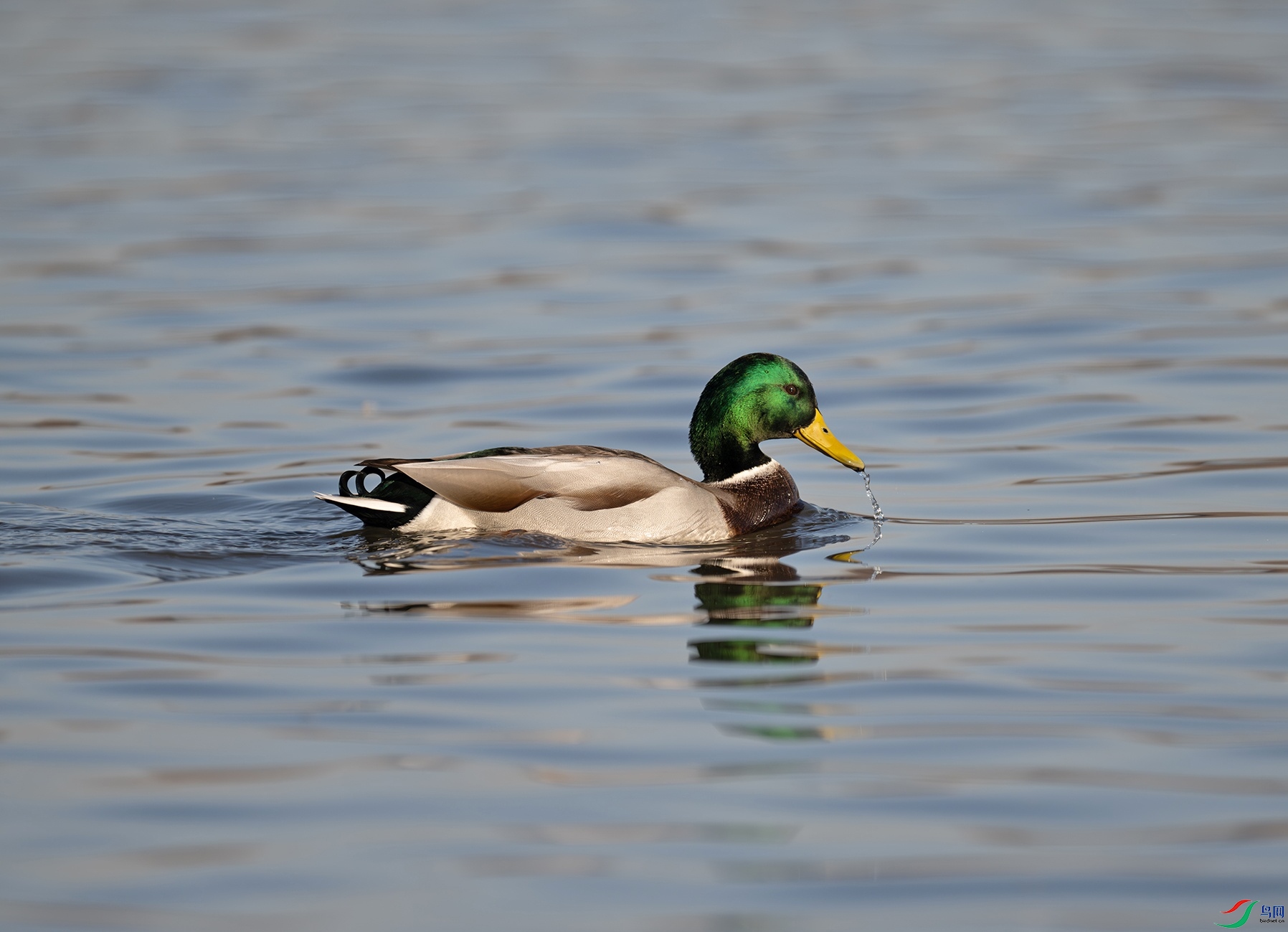 DSC_5033f.jpg
