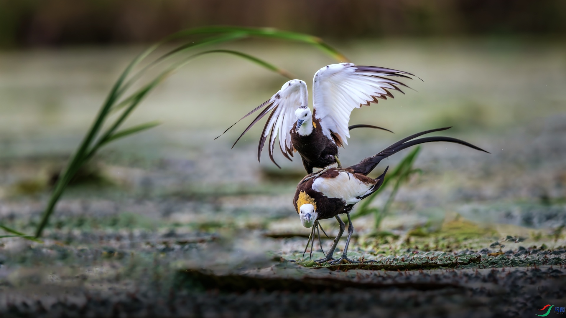 1-2_XXL6153-����ǿ-NR ����.jpeg