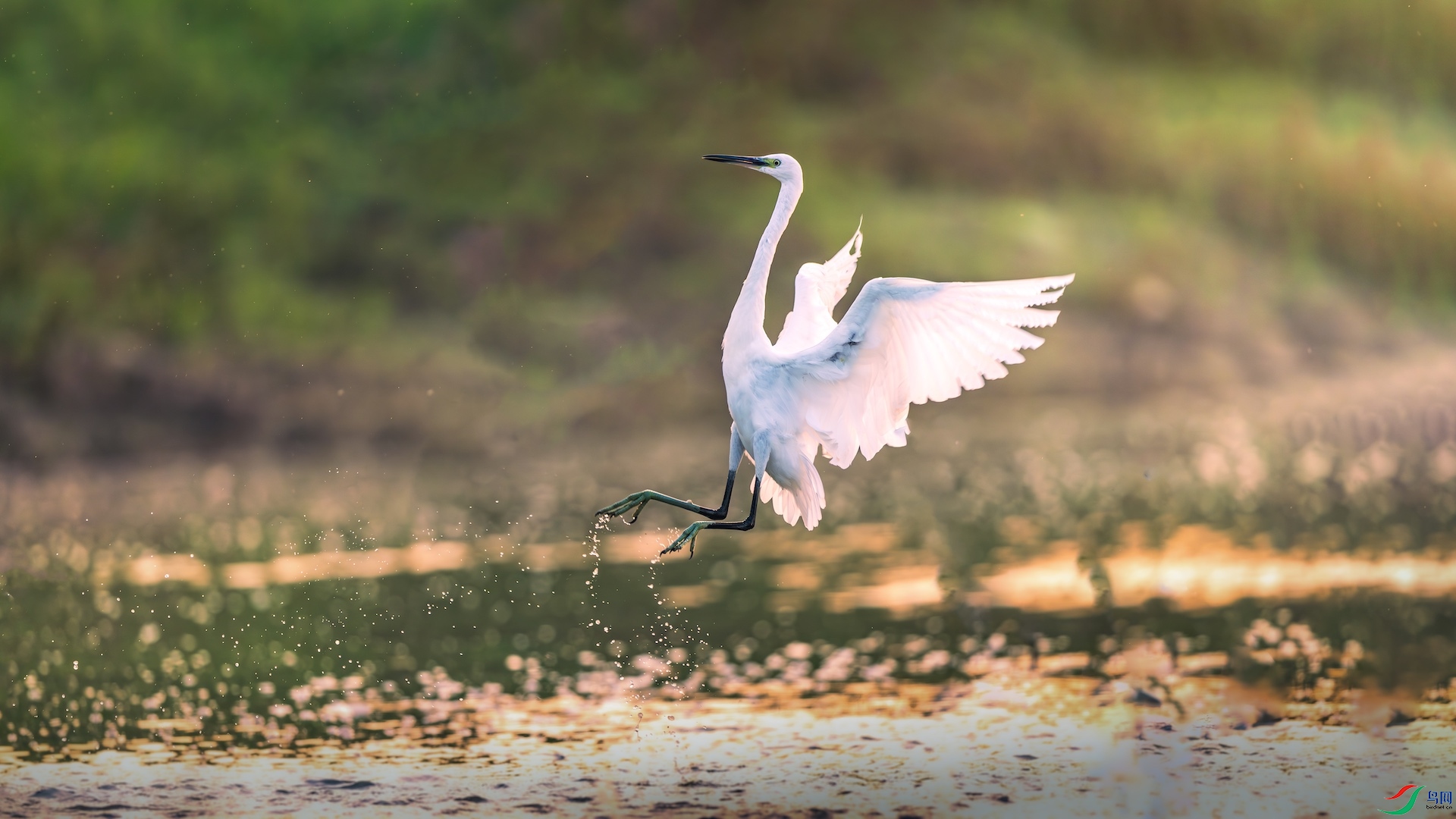 1XXL_2834-����ǿ-NR ����.jpeg