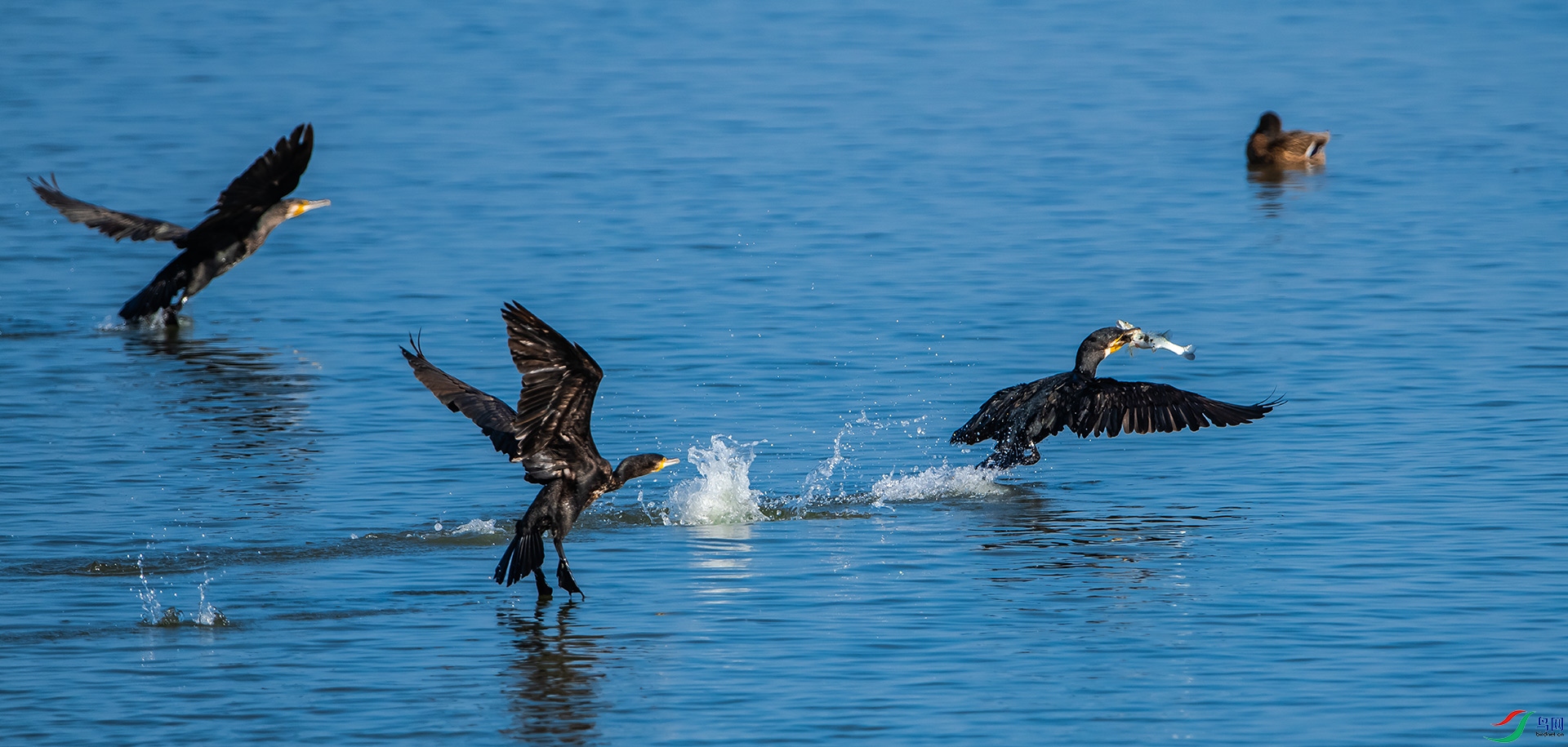 DSC_1665.jpg