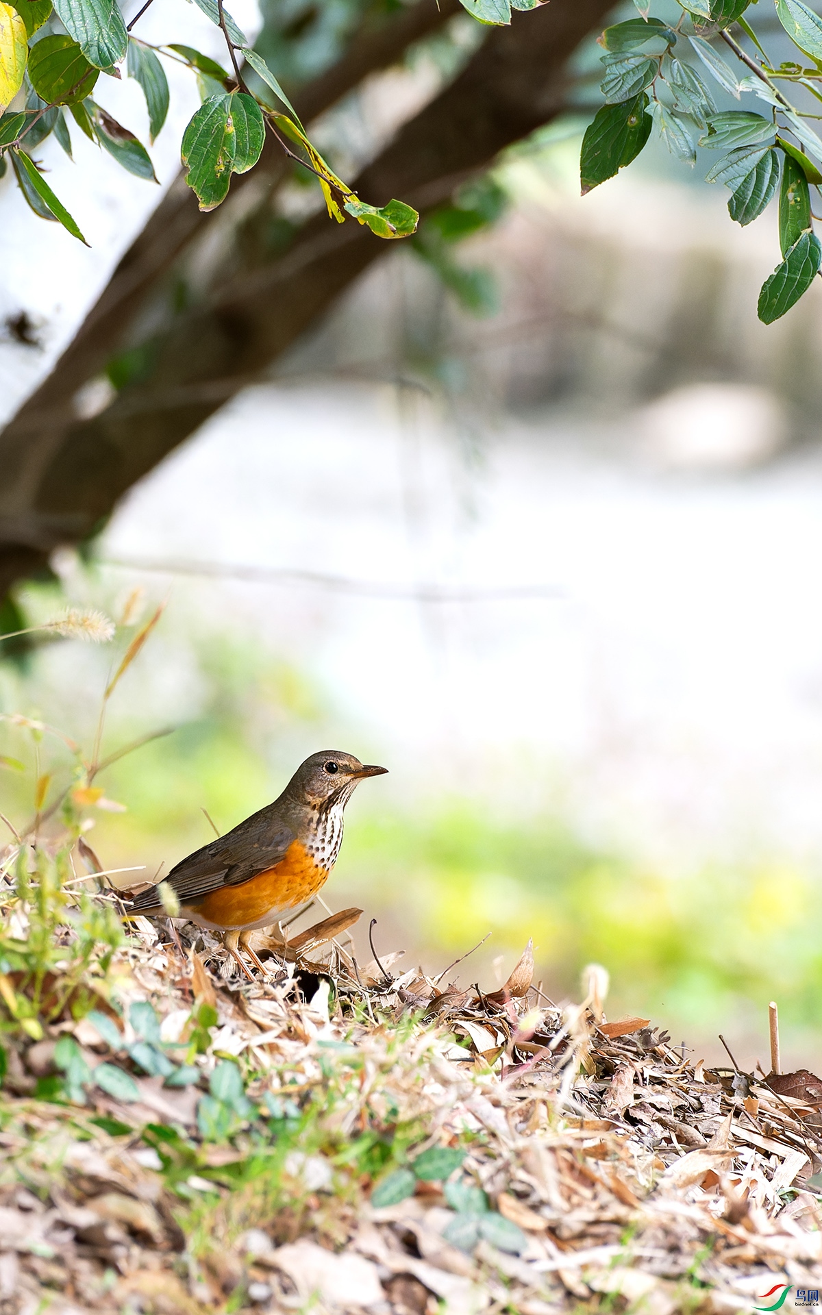 DSC_8243.jpg