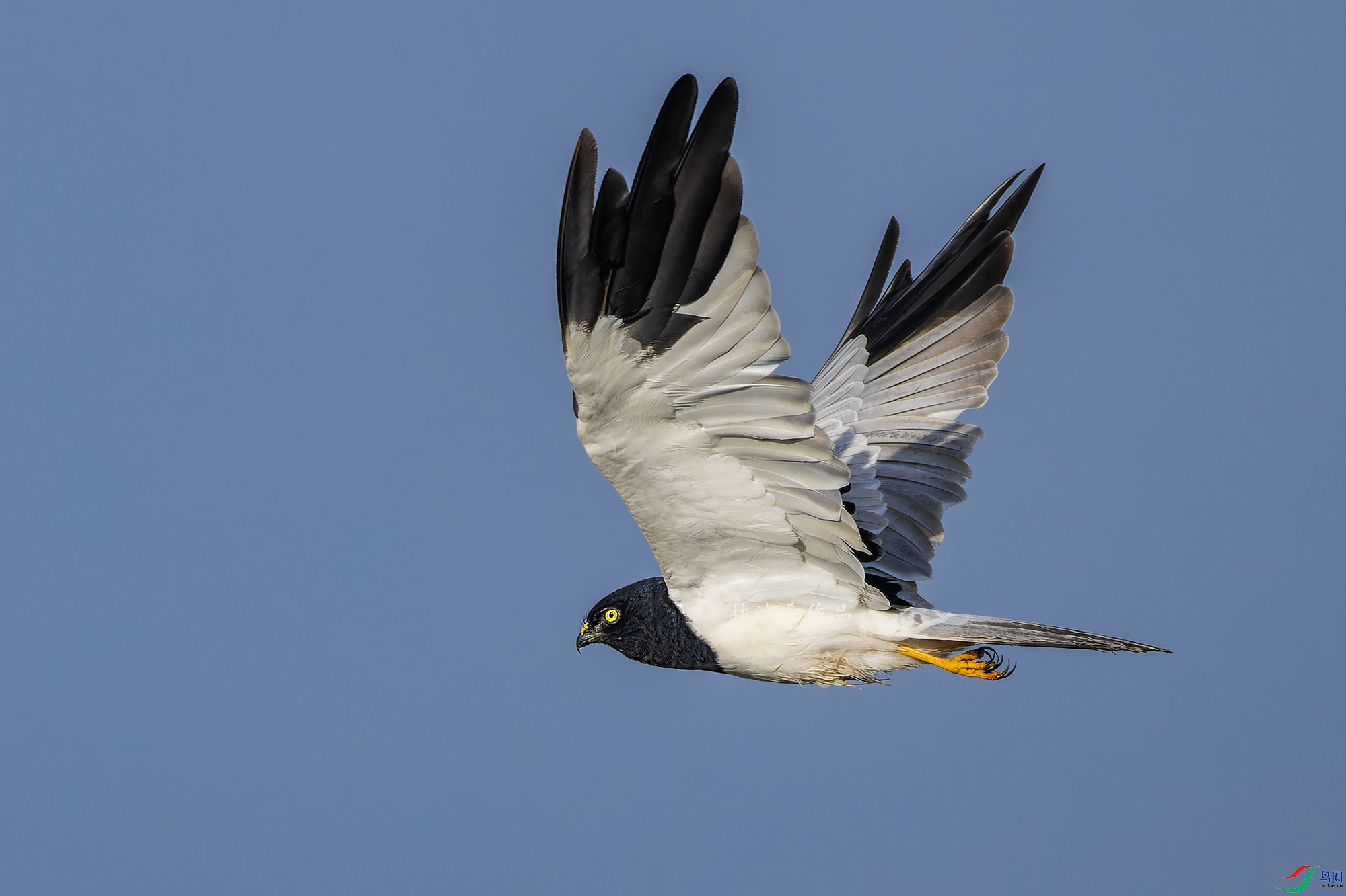 _97A0681-CR3 copy.jpg