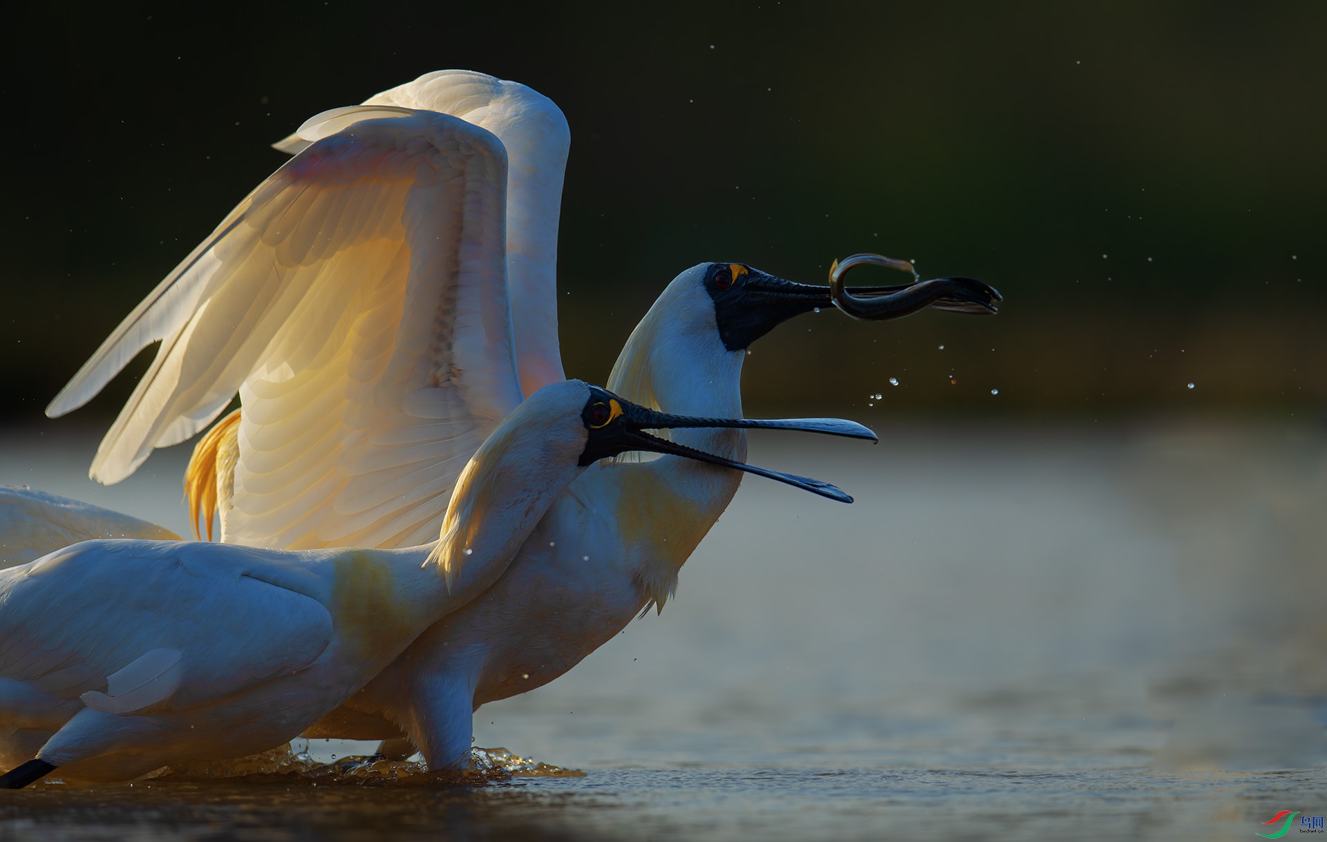 DSC_5263-1.jpg
