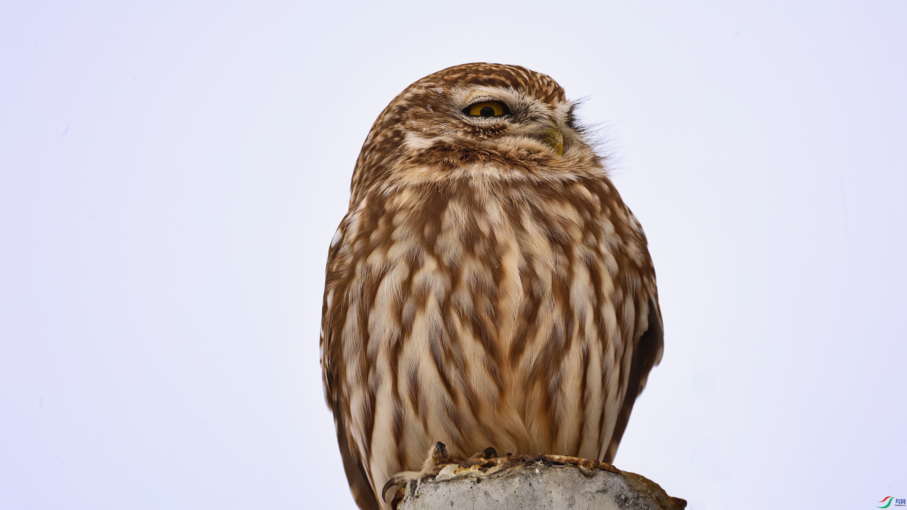 7X5A9734 ����44444.jpg