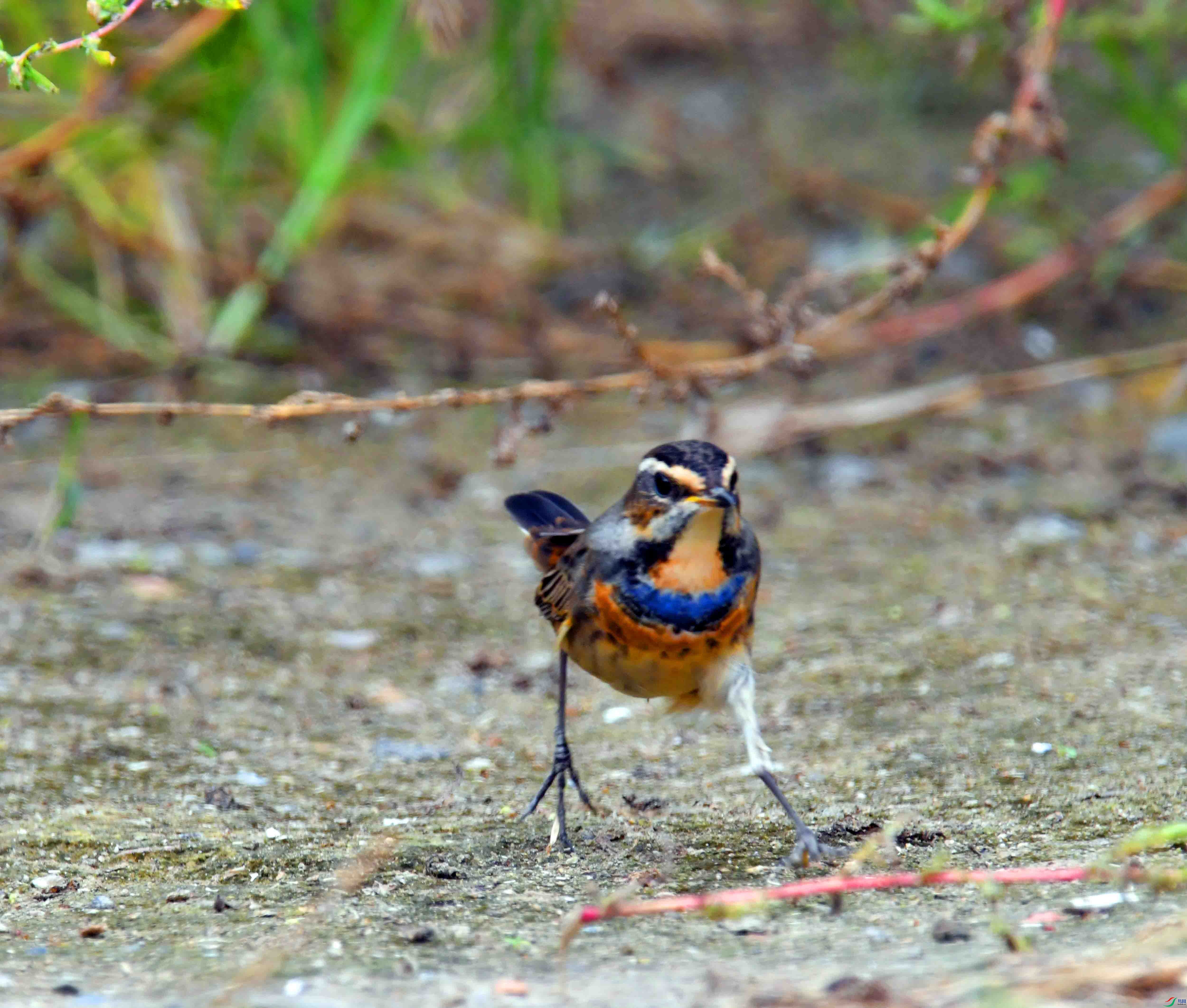 DSC_2110.JPG
