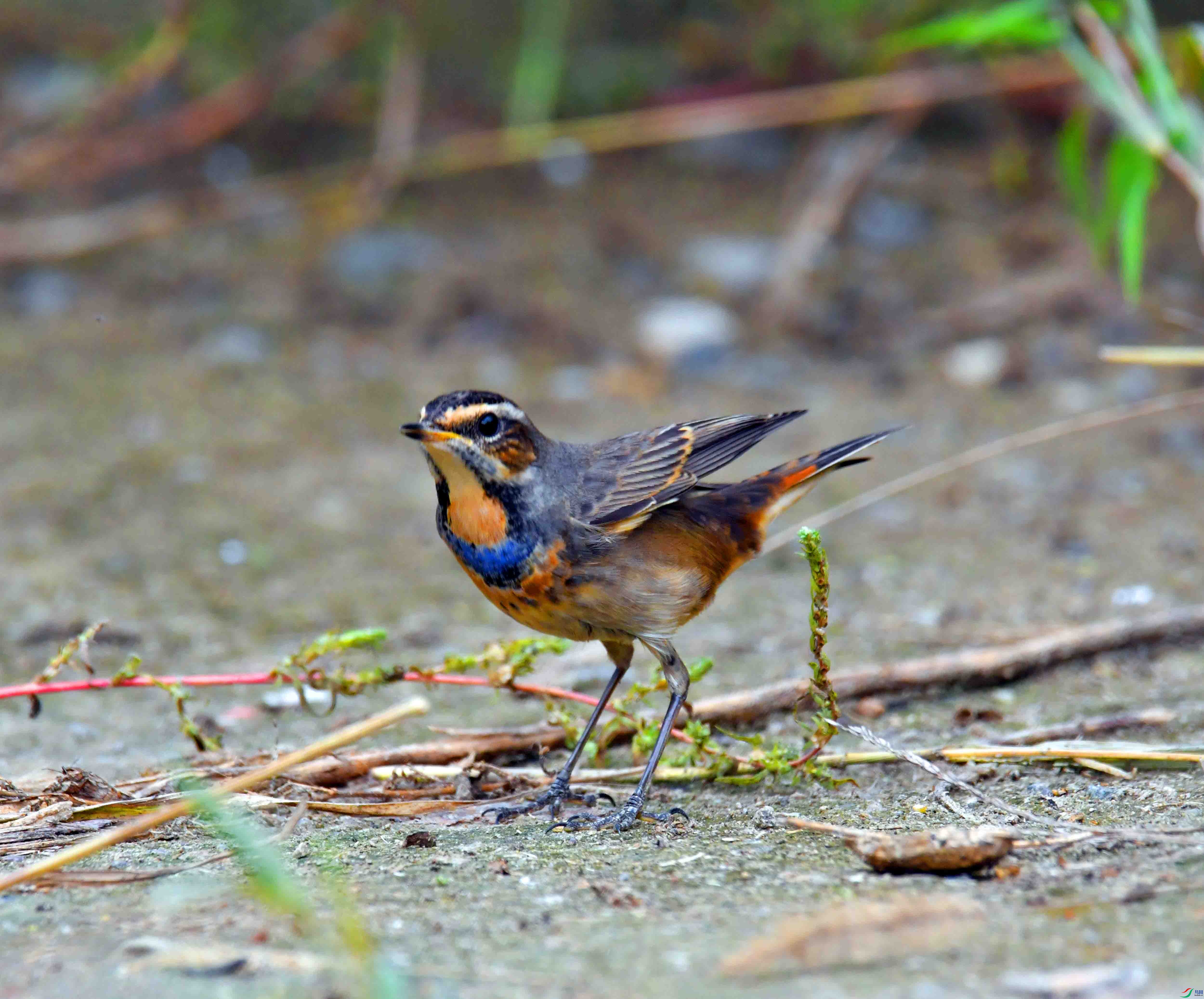 DSC_2116.JPG