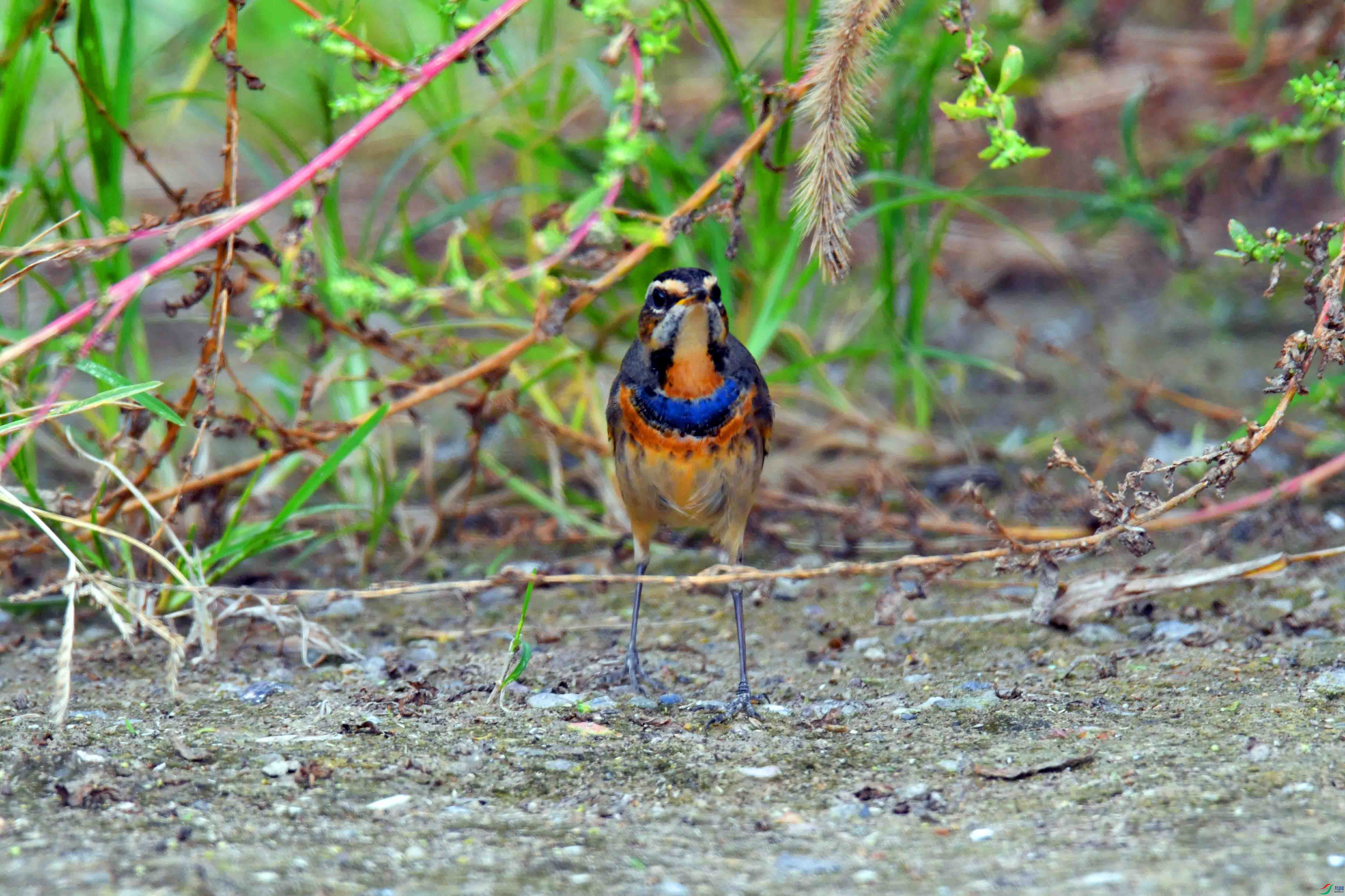 DSC_2102.JPG