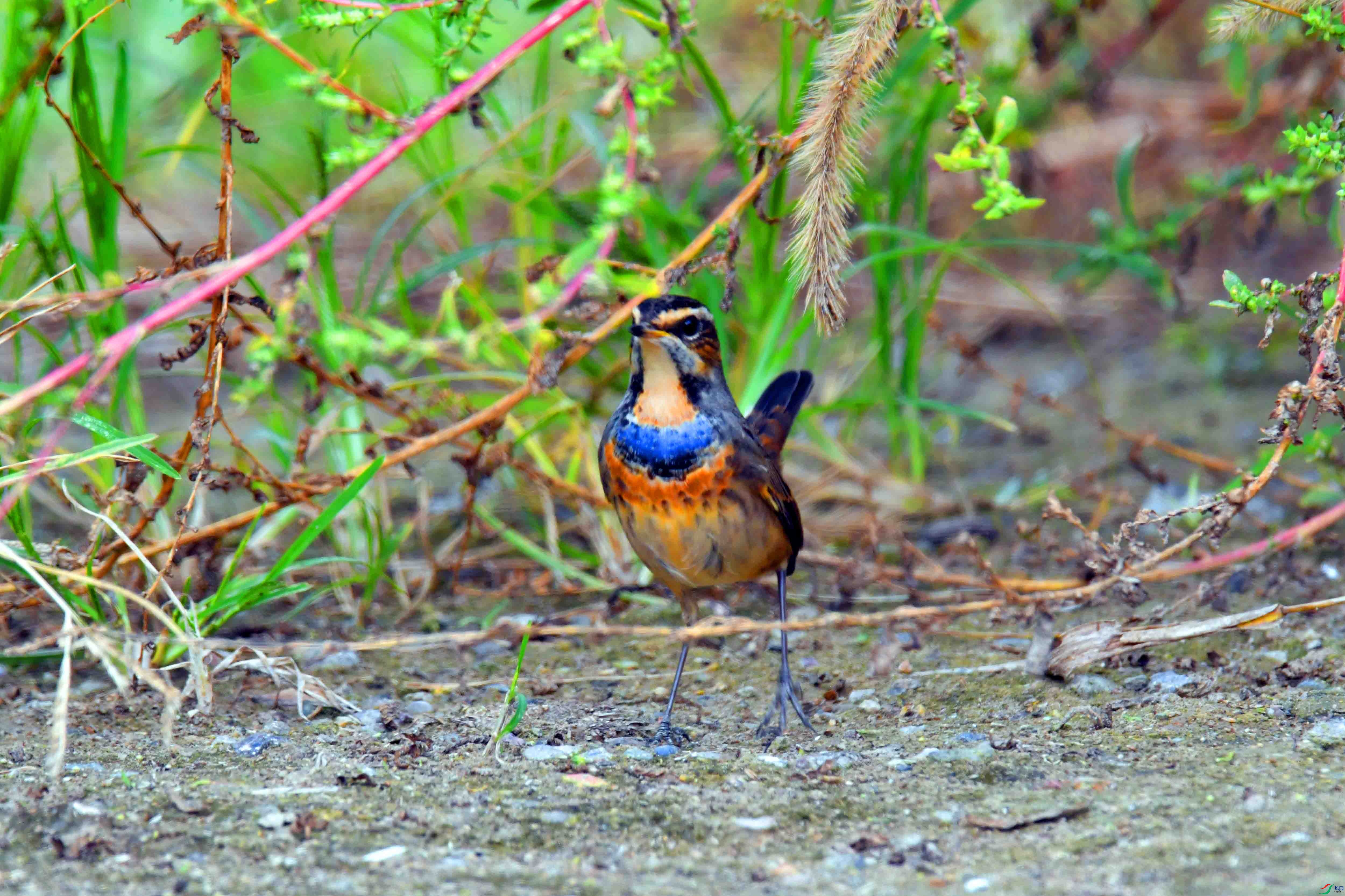 DSC_2101.JPG