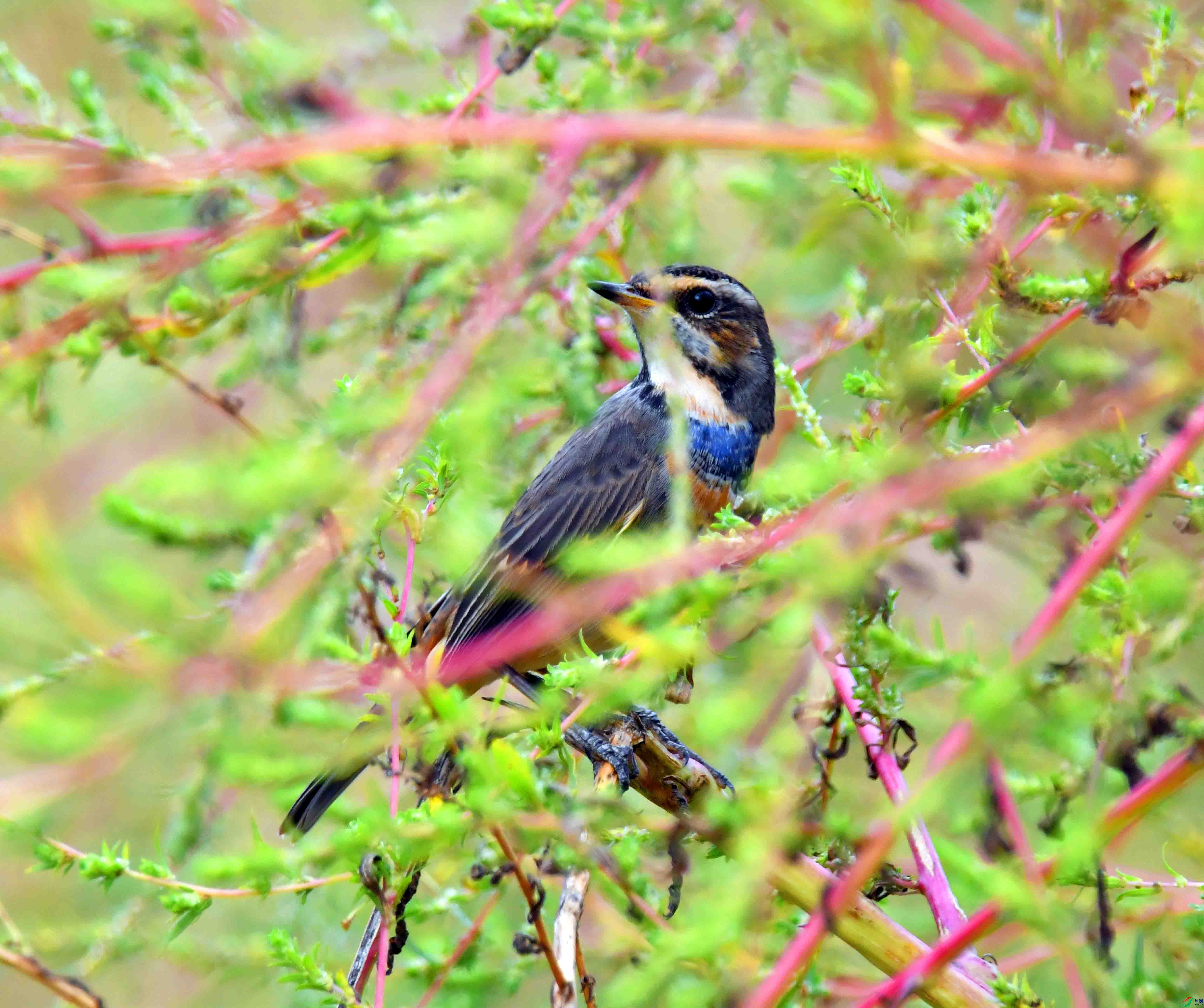 DSC_2131.JPG
