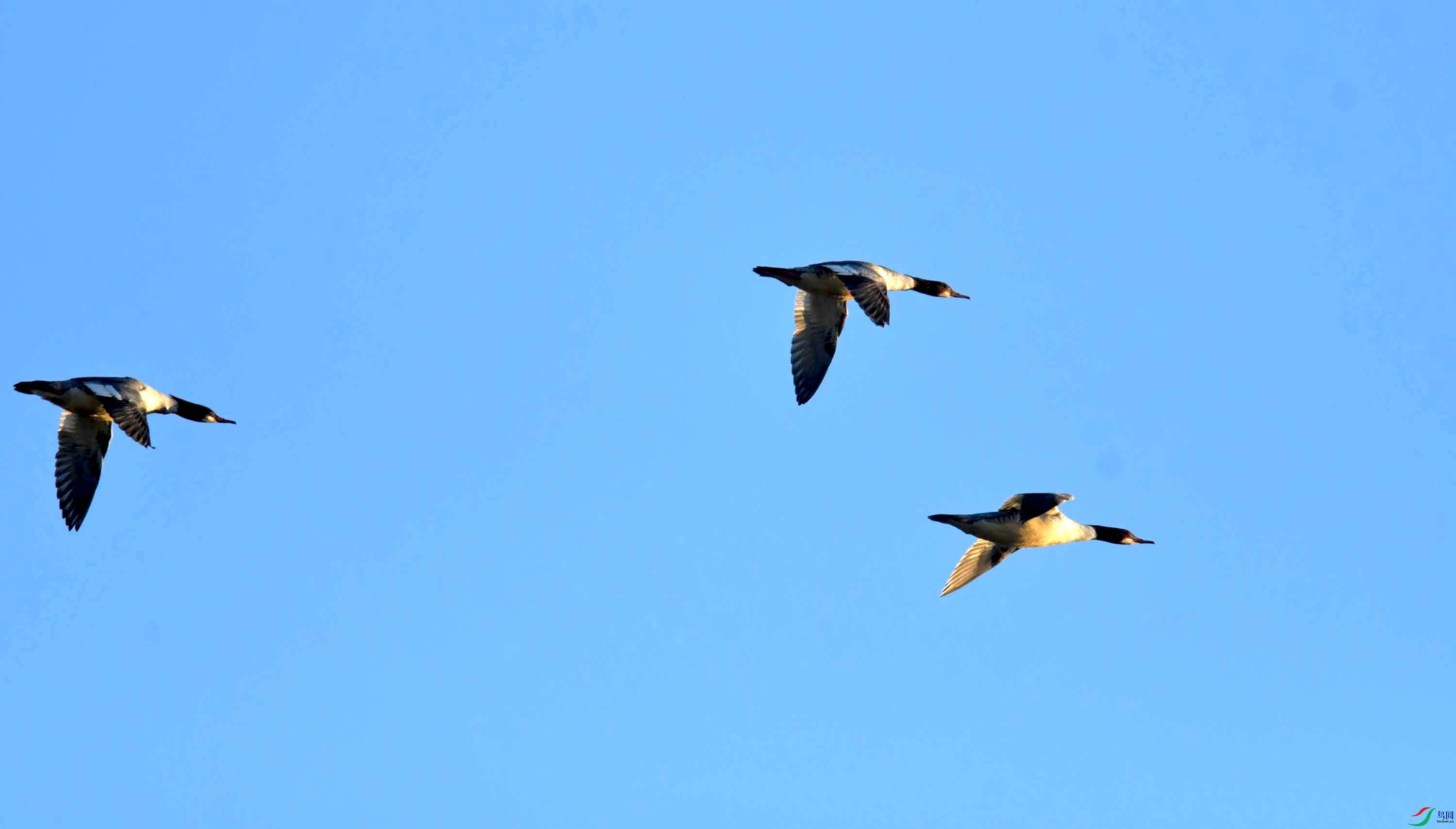 DSC_2287.JPG