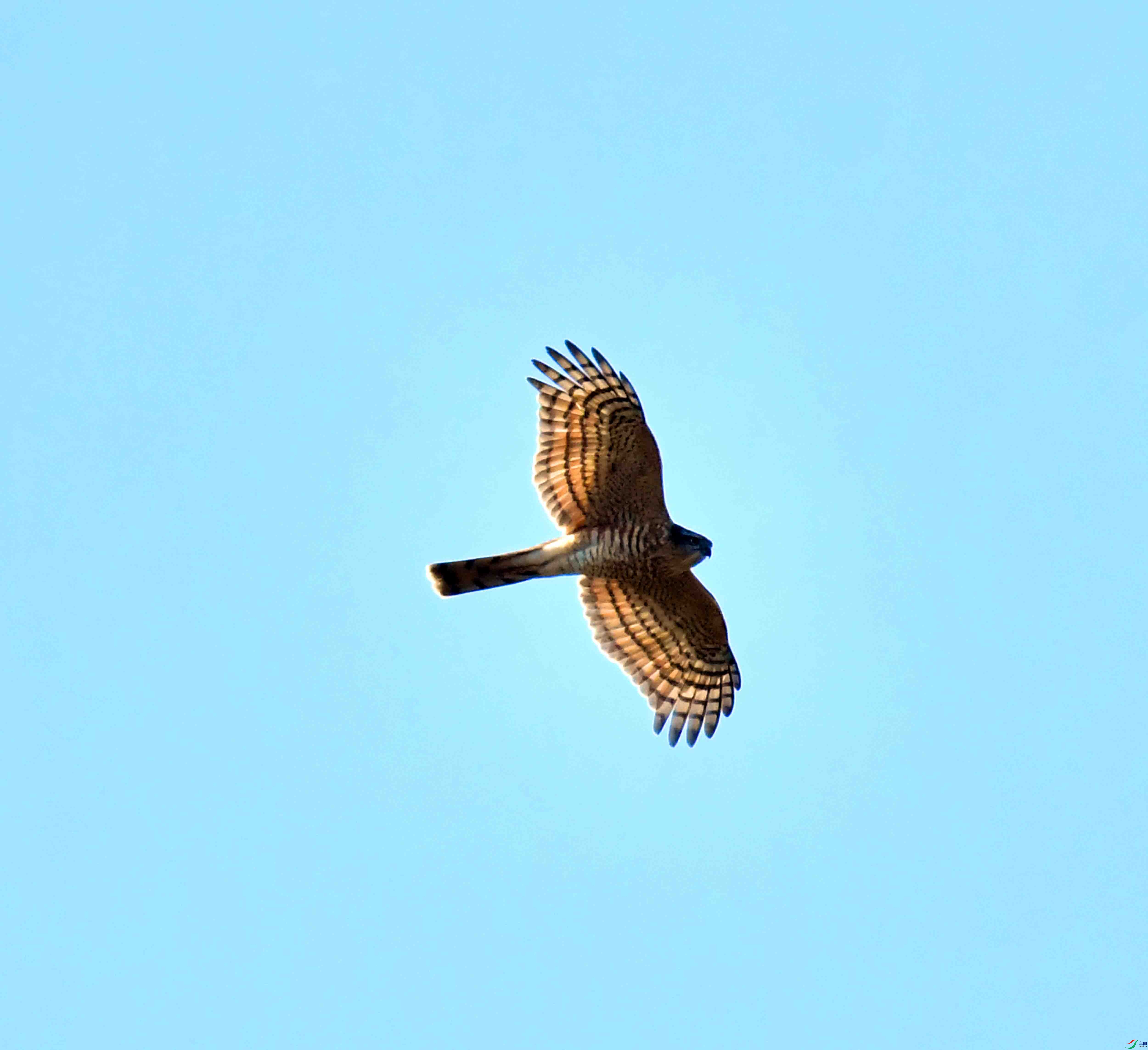 DSC_2566.JPG