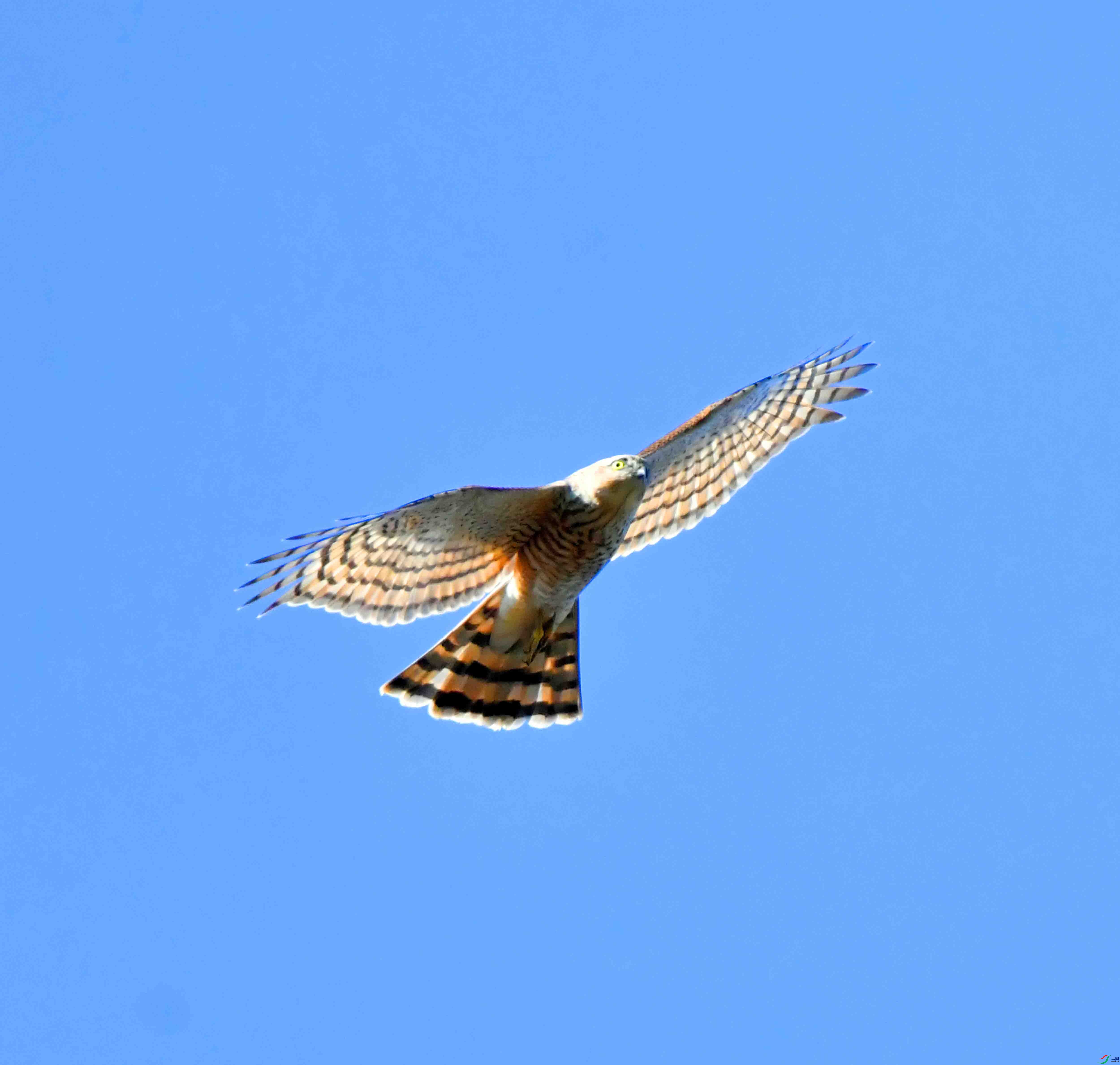 DSC_2599.JPG