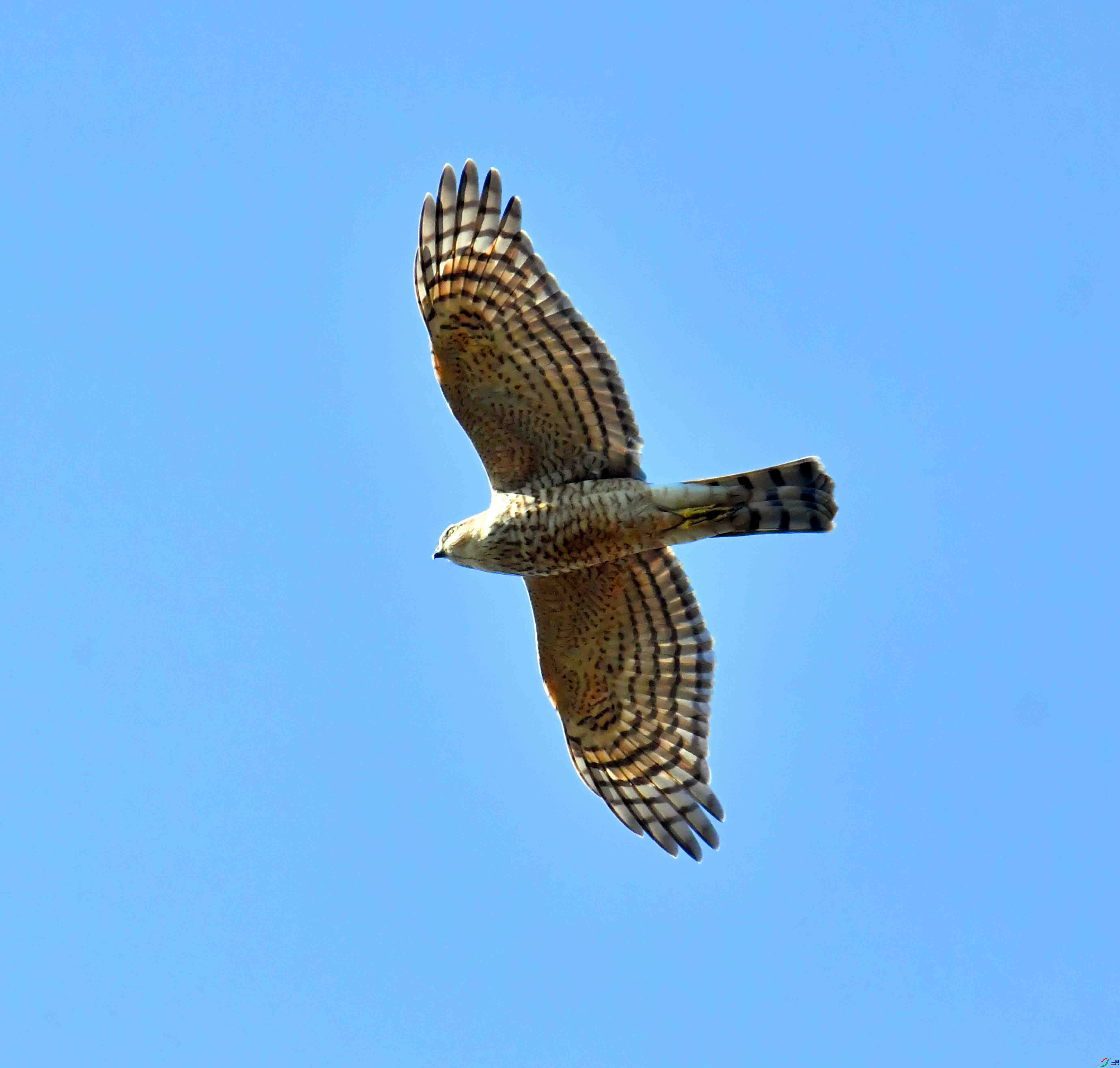 DSC_2605.JPG