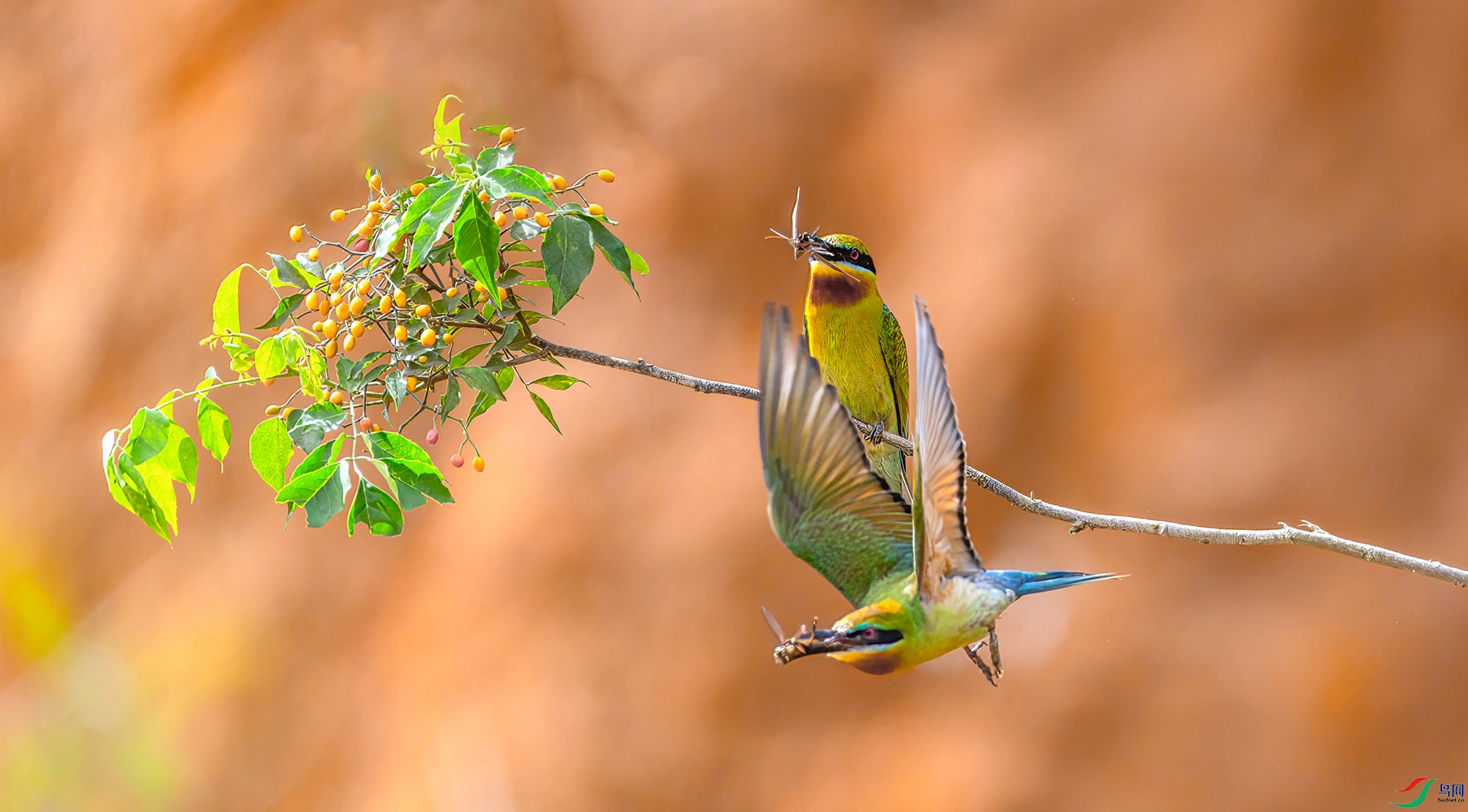 407A5280 ����-Sha---1  .jpg