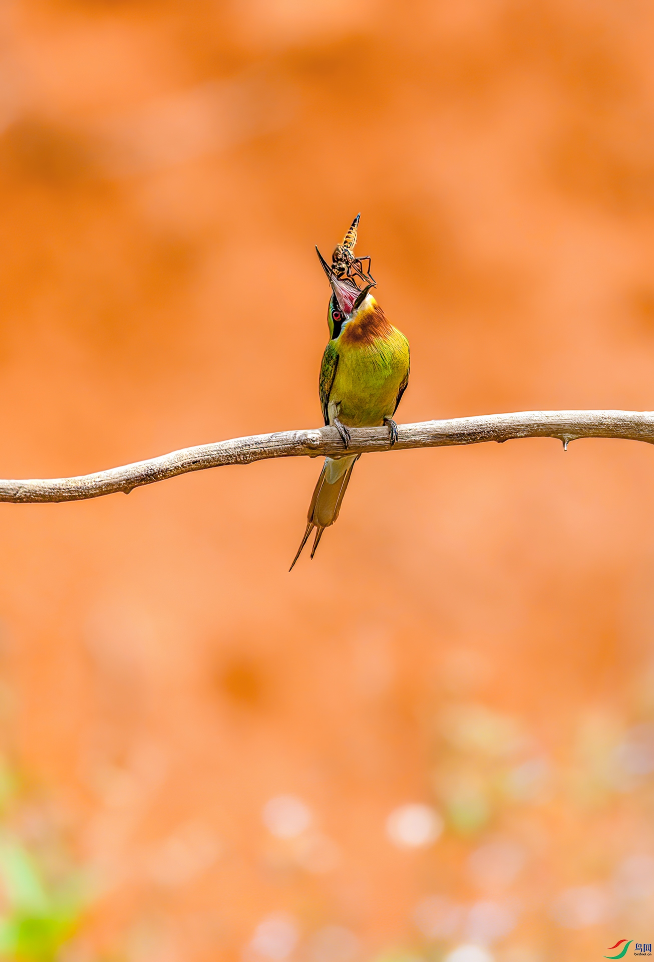 407A7215 ����-Sh---1 .jpg