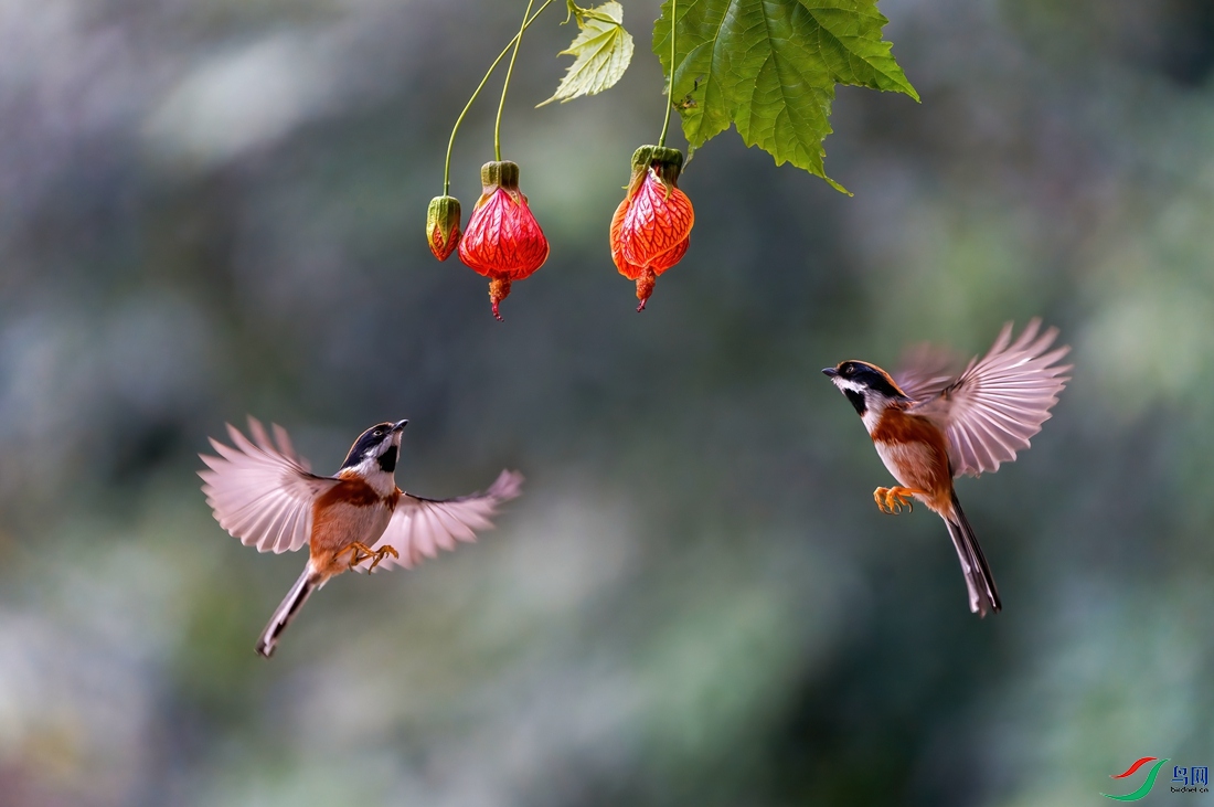 ˫������