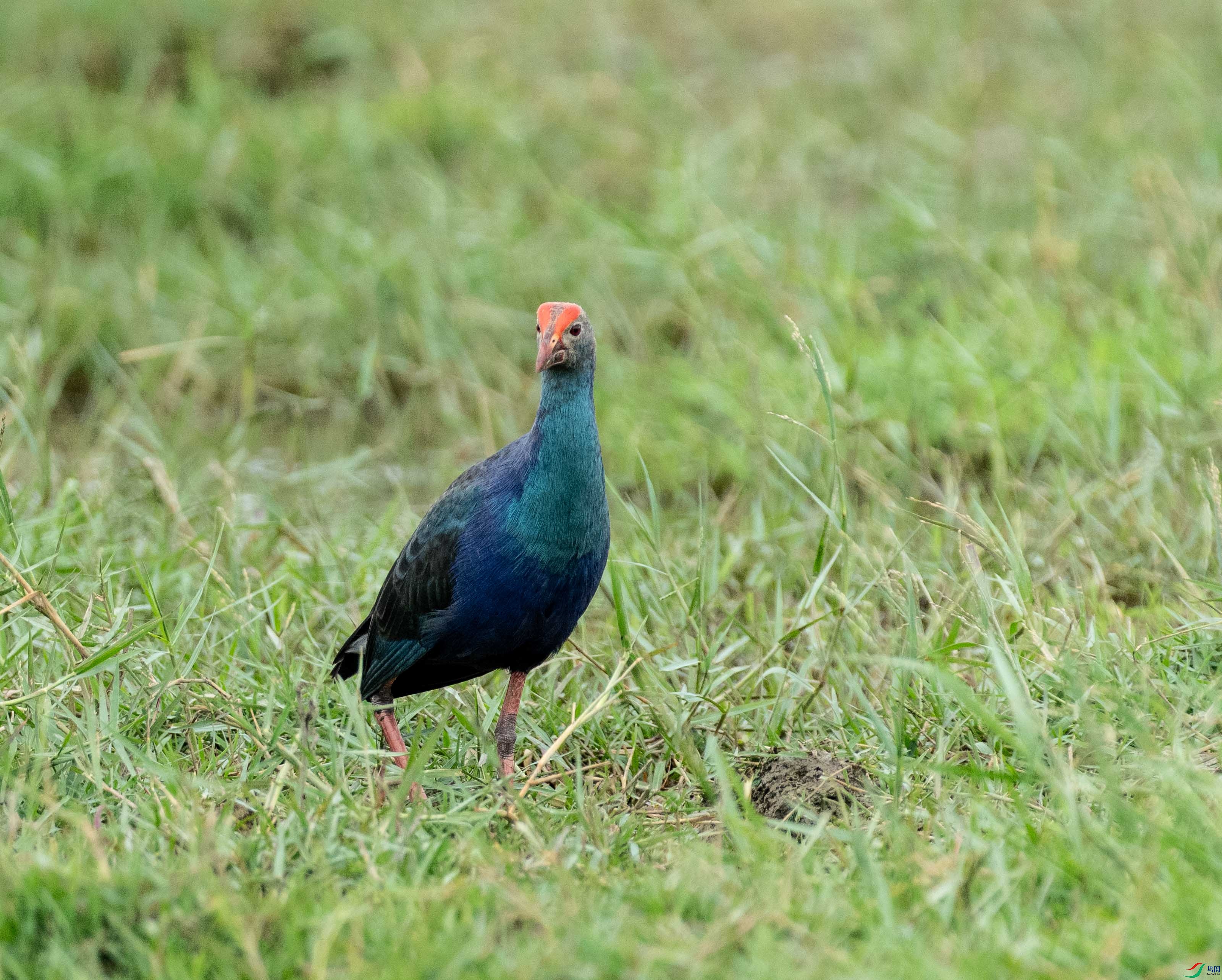 HCG09407-2.jpg