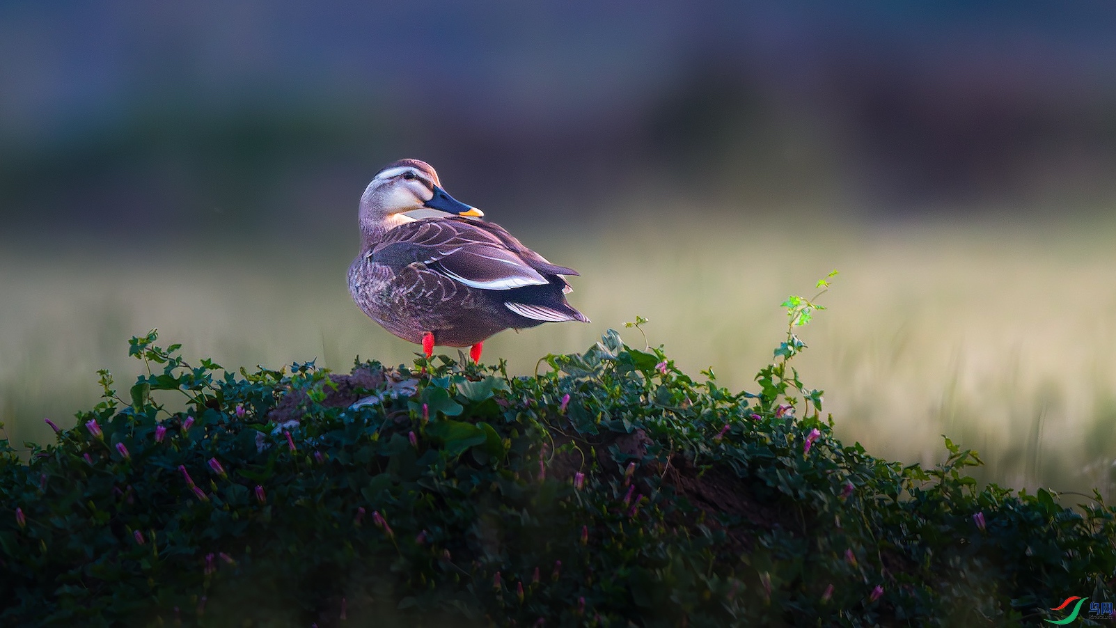 1_XXL0959-����ǿ-NR ����-1.jpeg