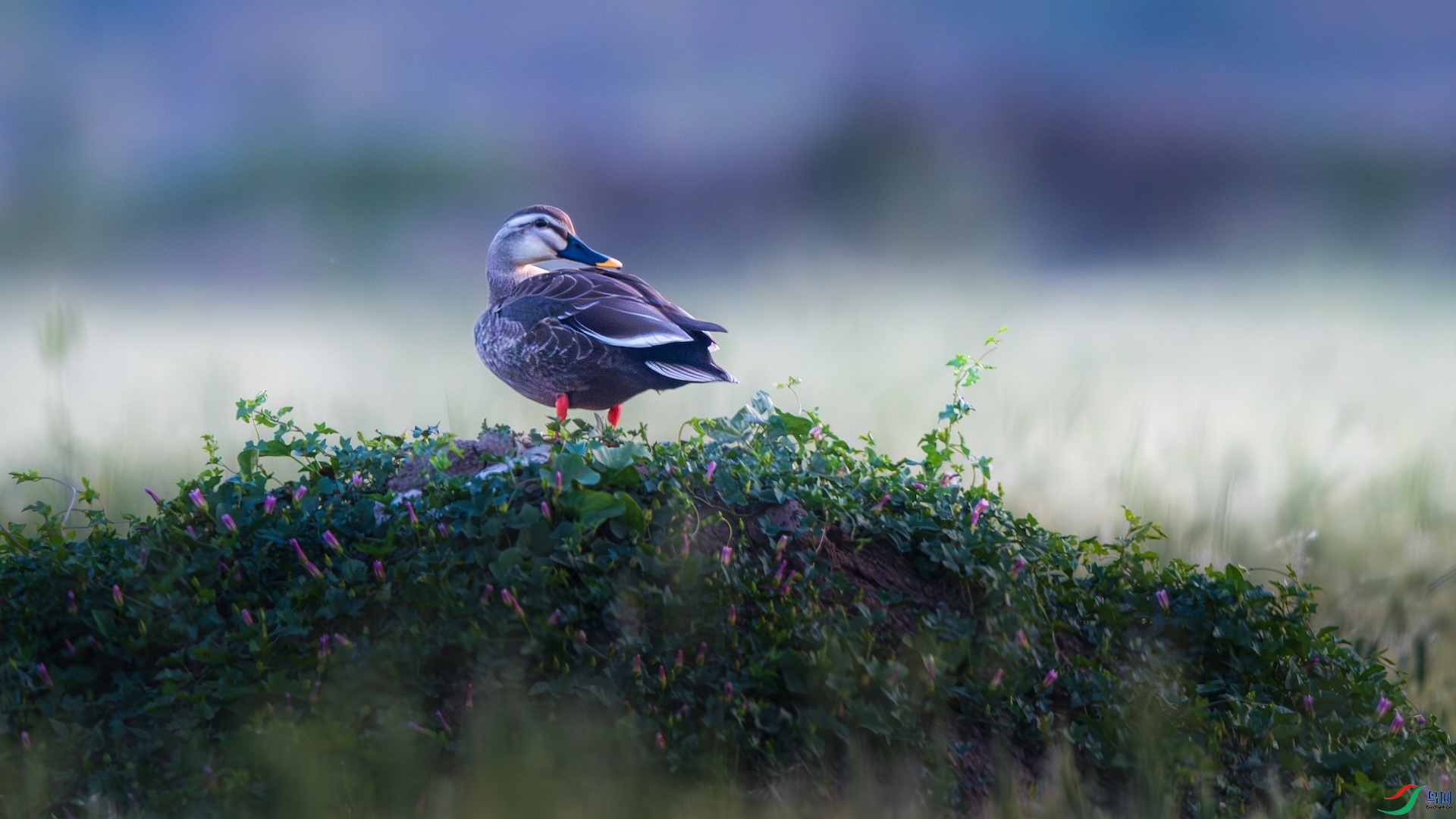 1_XXL0959-����ǿ-NR ����.jpeg