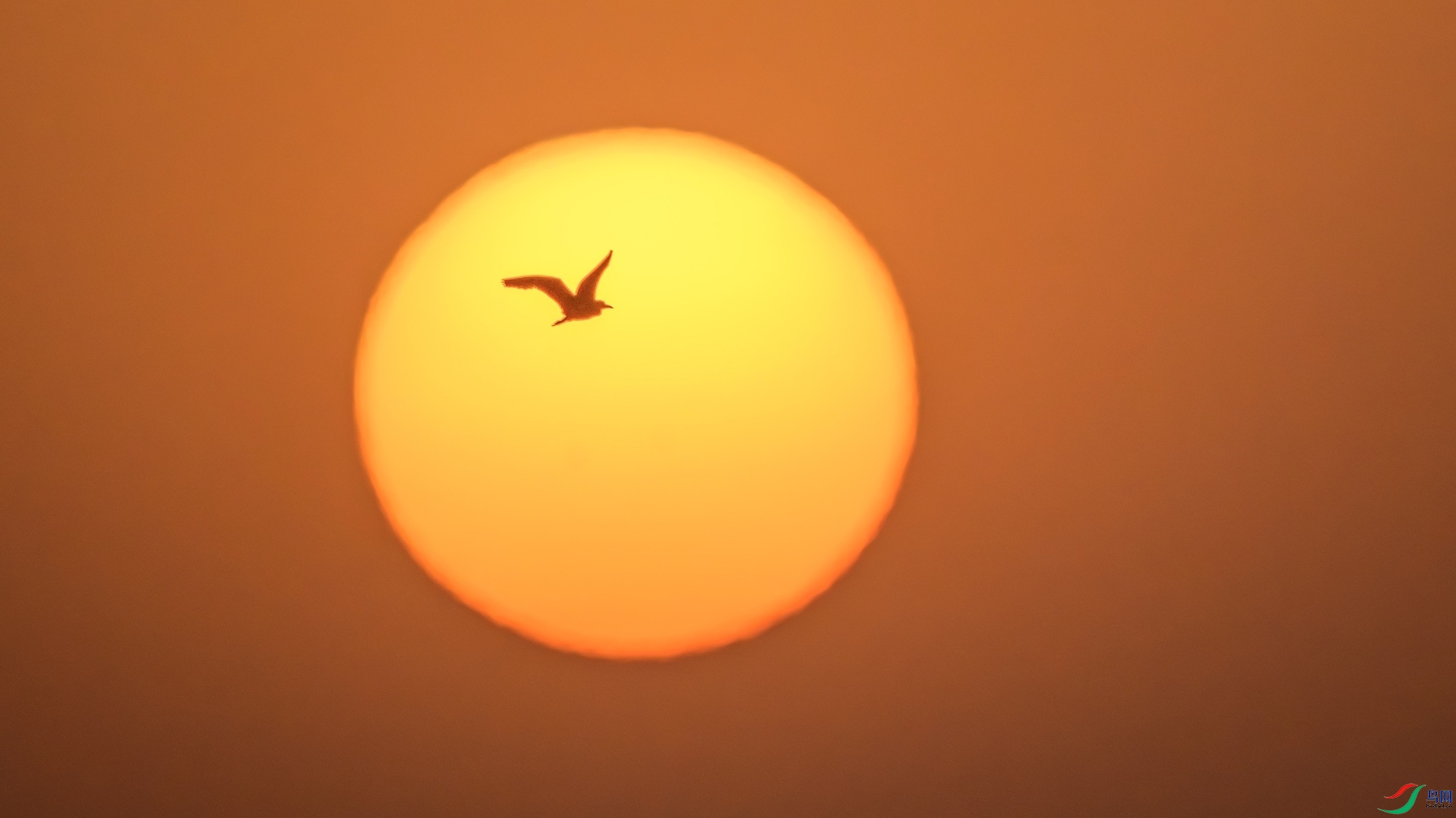 1_XXL1744-����ǿ-NR ����.jpeg