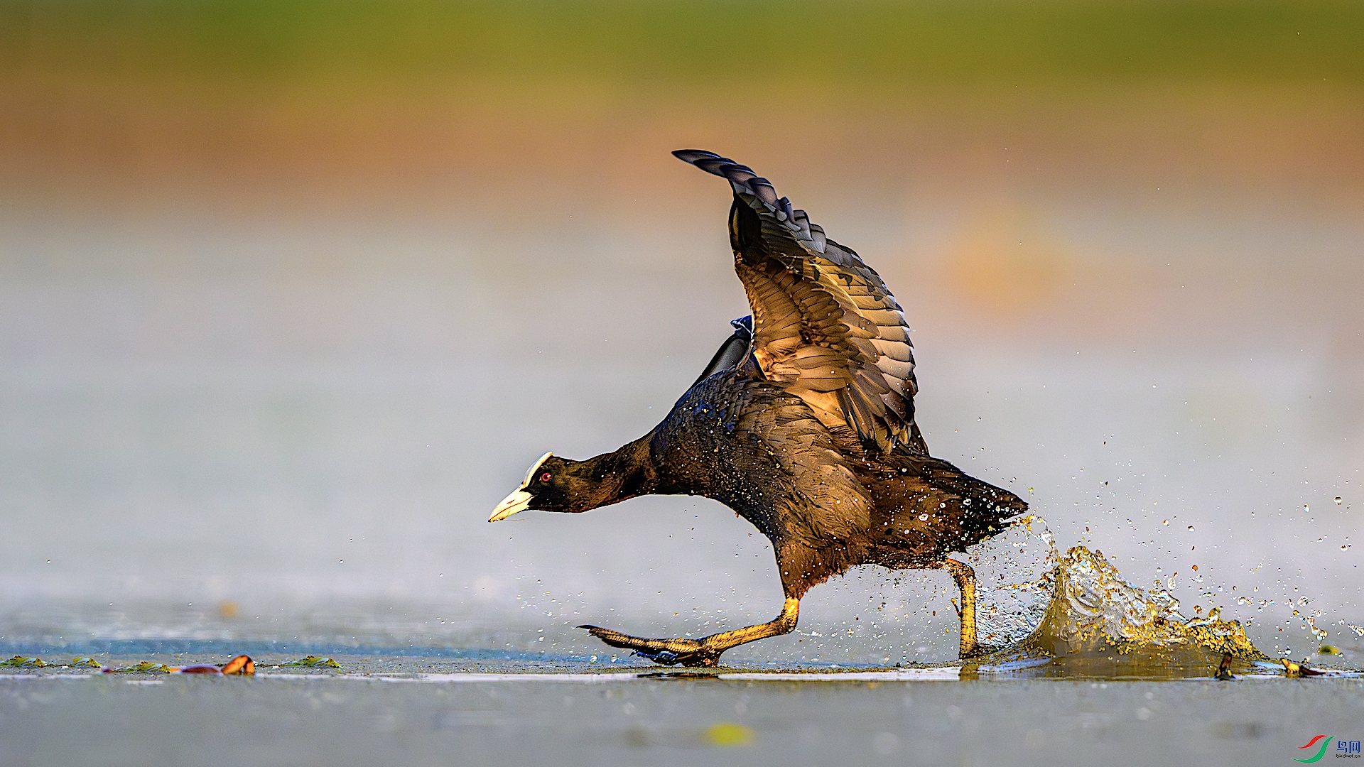 1_XXL5940-����ǿ-NR ����.jpg