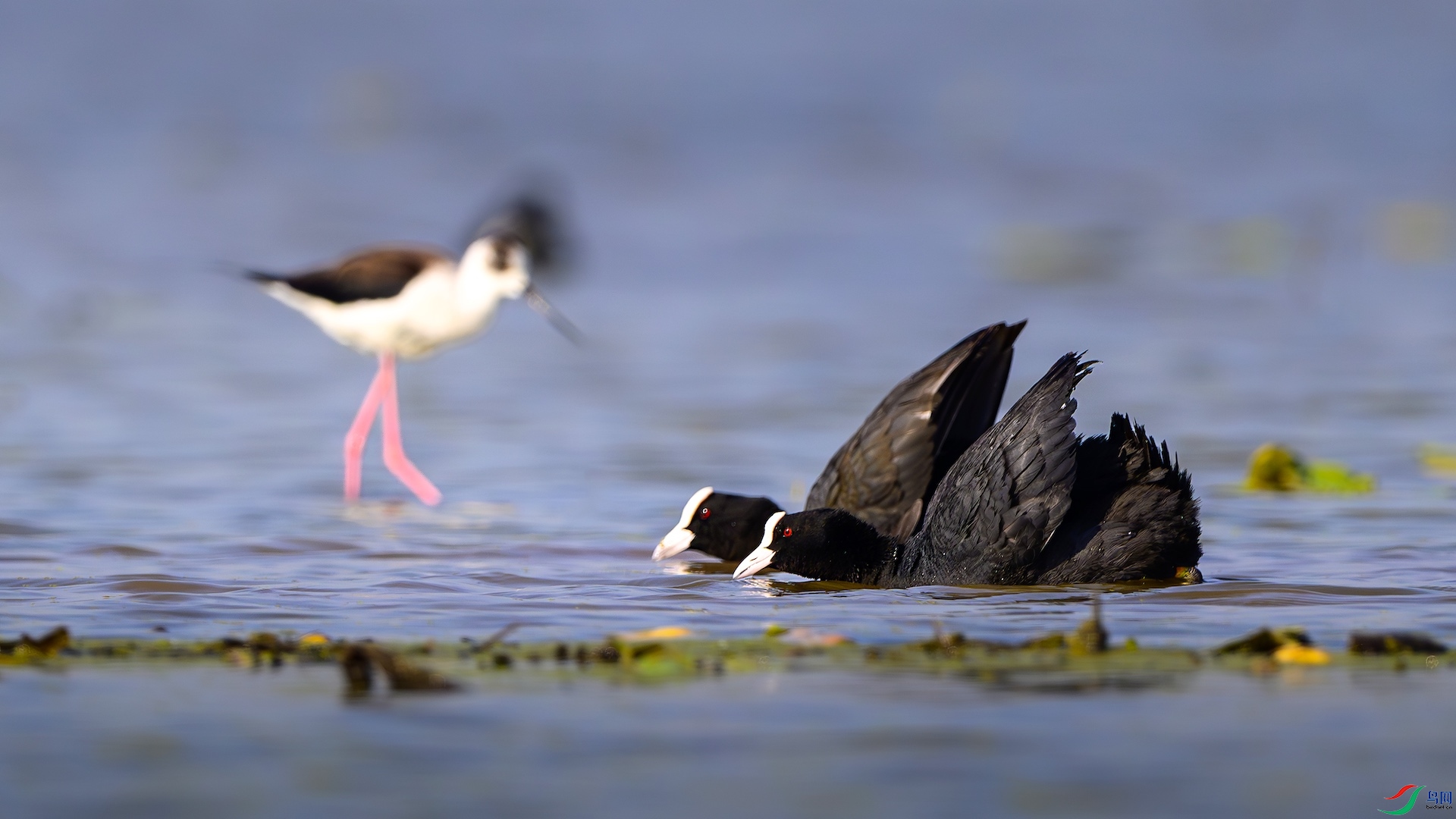 1_XXL6559-����ǿ-NR ����.jpeg