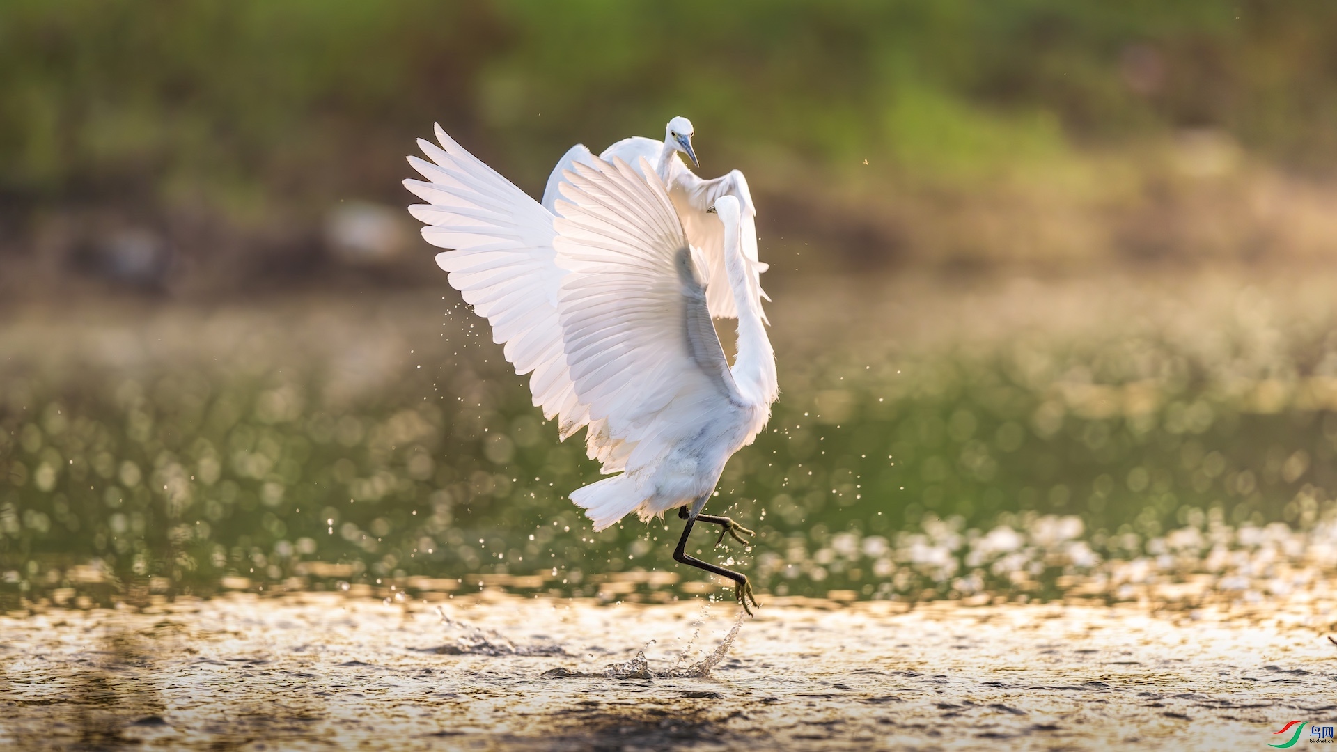 1XXL_2848-����ǿ-NR ����.jpeg