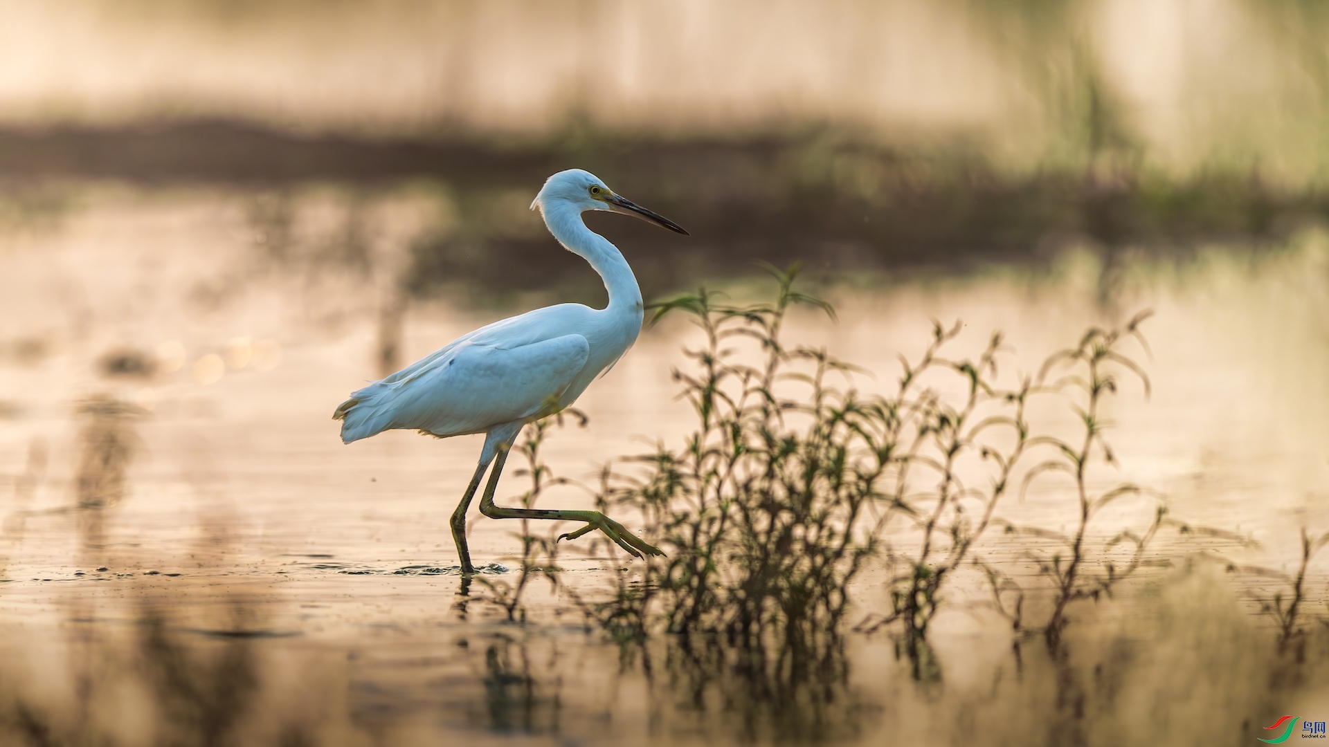 1XXL_6783-����ǿ-NR-1 ����.jpg