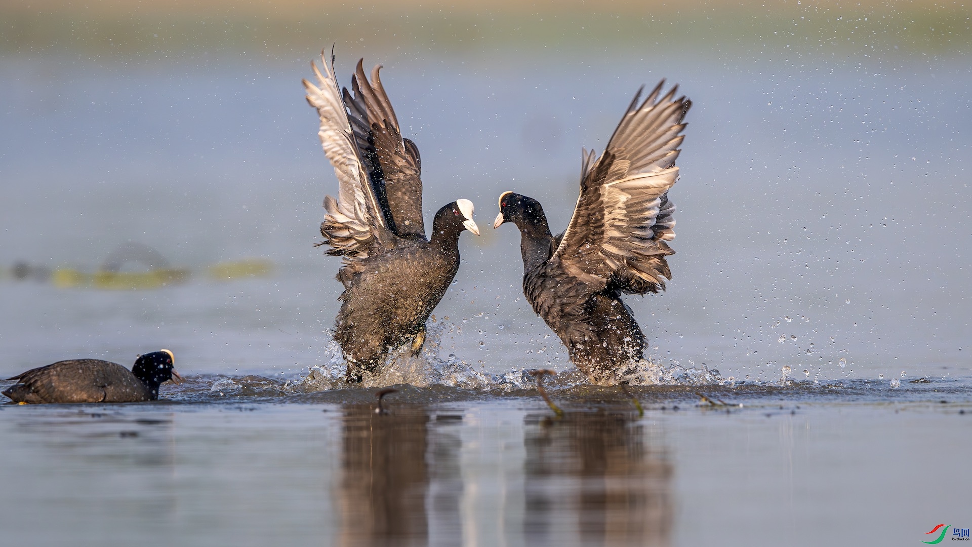 2_XXL8114-����ǿ-NR ����.jpeg