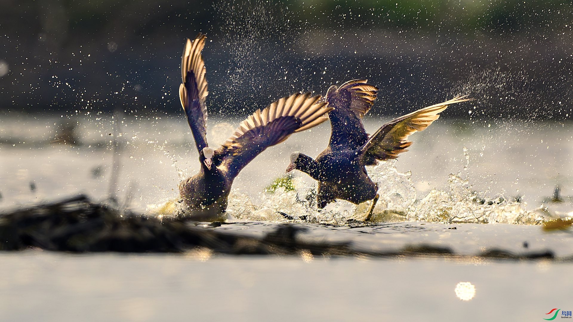 4_XXL6643-����ǿ-NR ���� 2.jpeg