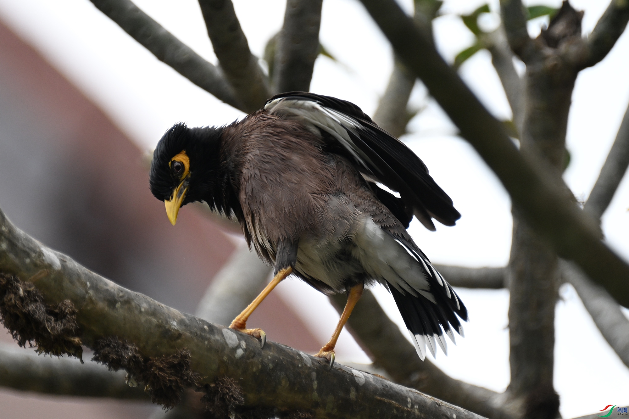 DSC_0788a.jpg