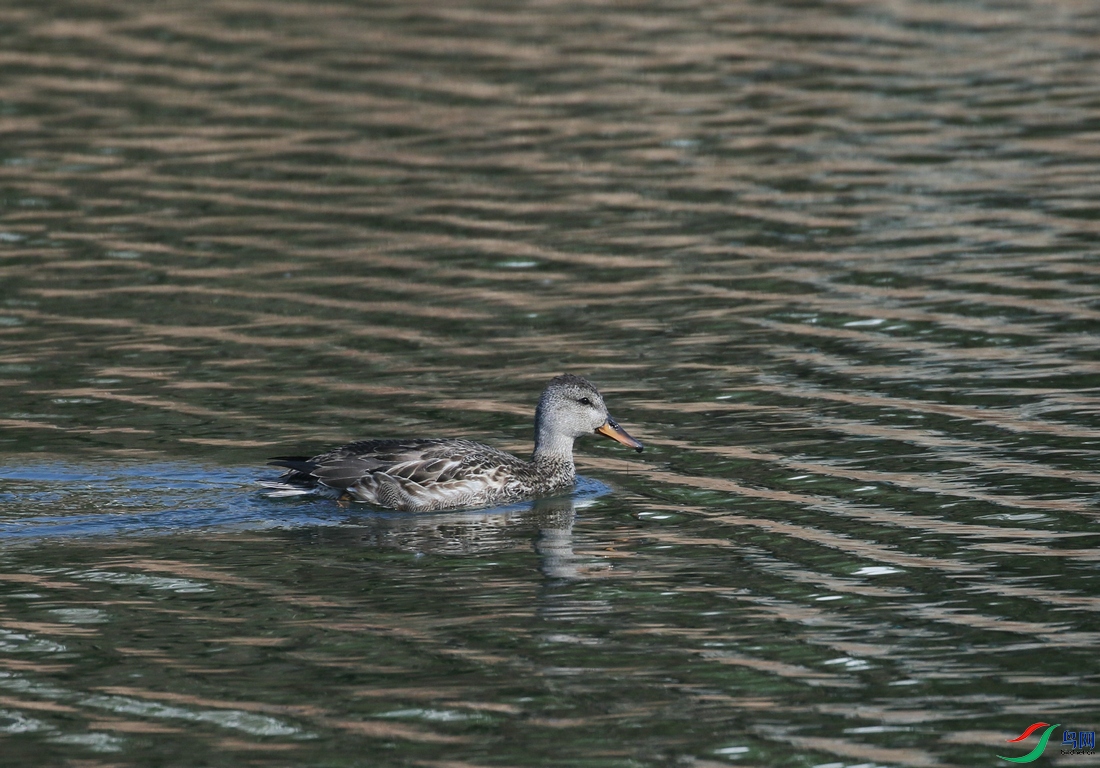 DSC20241201319.jpg