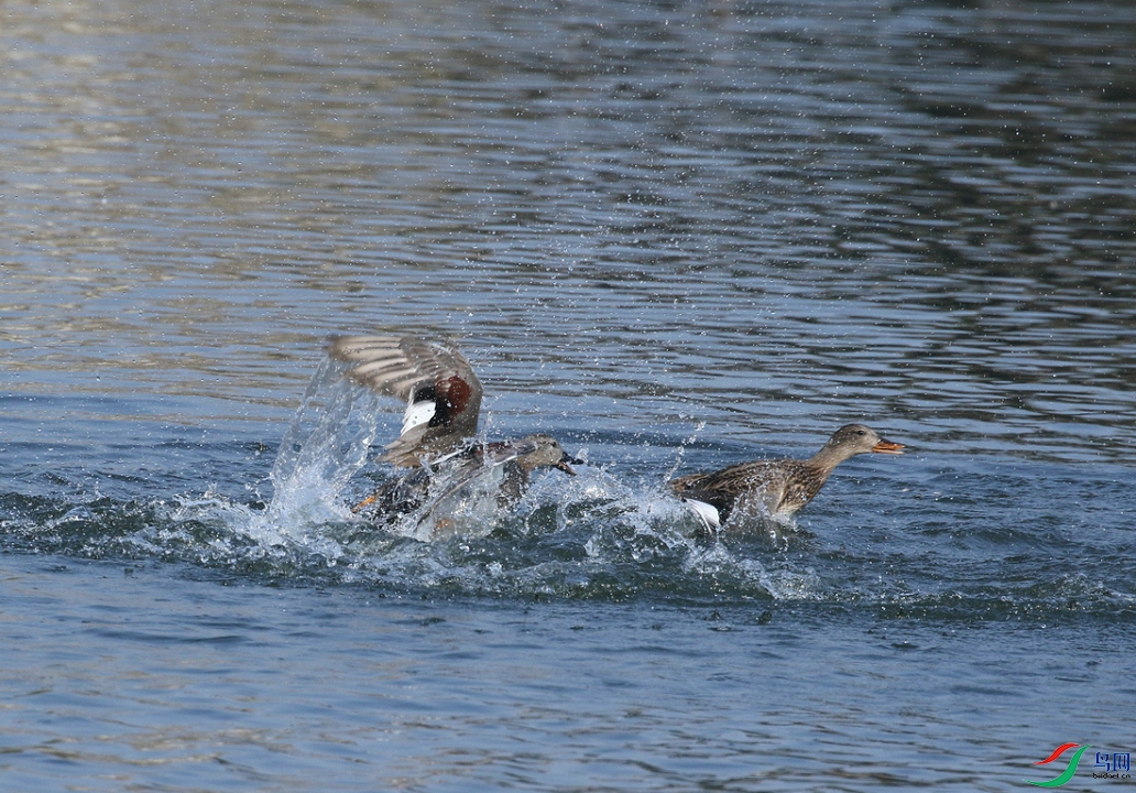 DSC20241201106.jpg