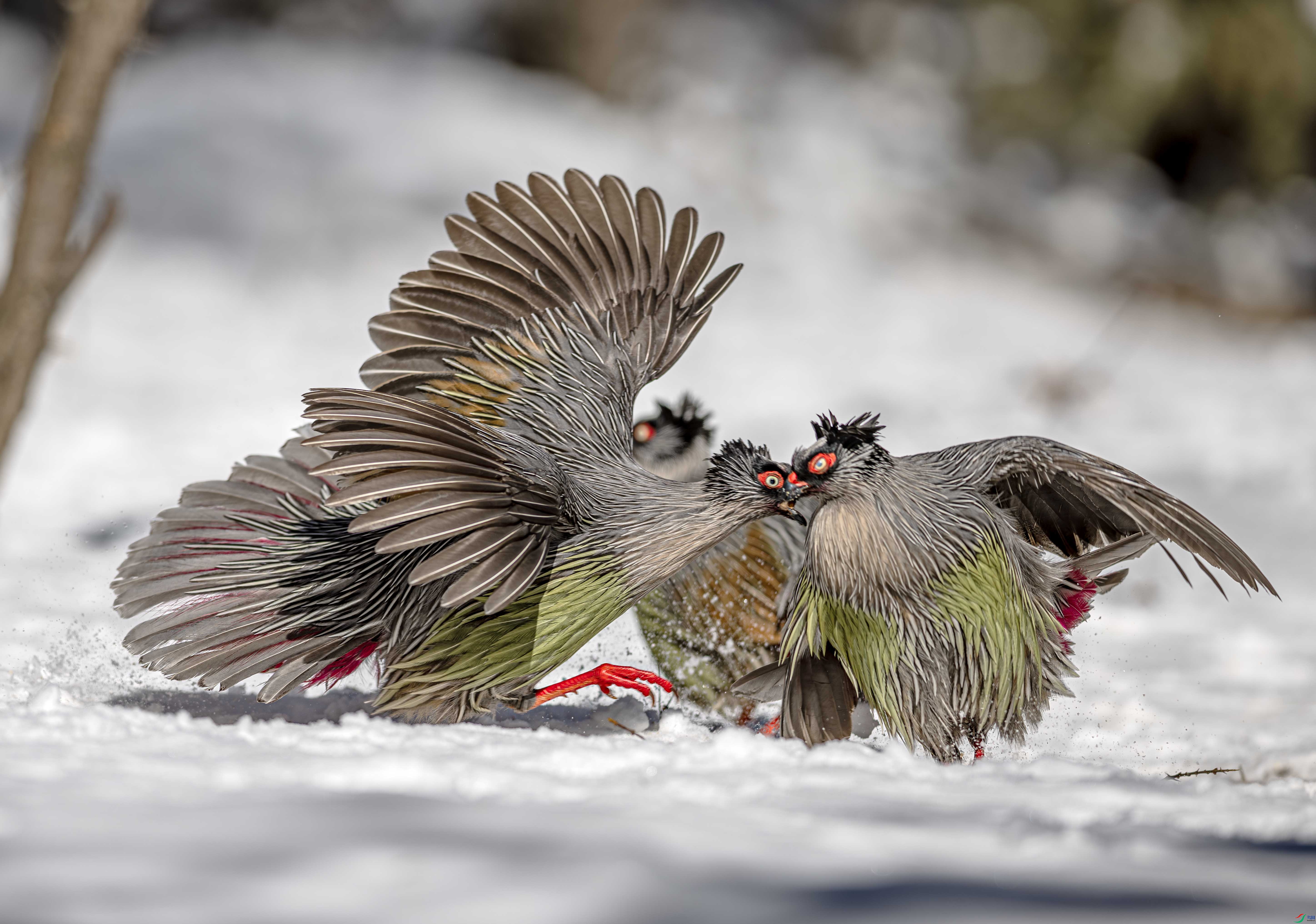 DSC_6484-����ǿ-NR ����.jpg