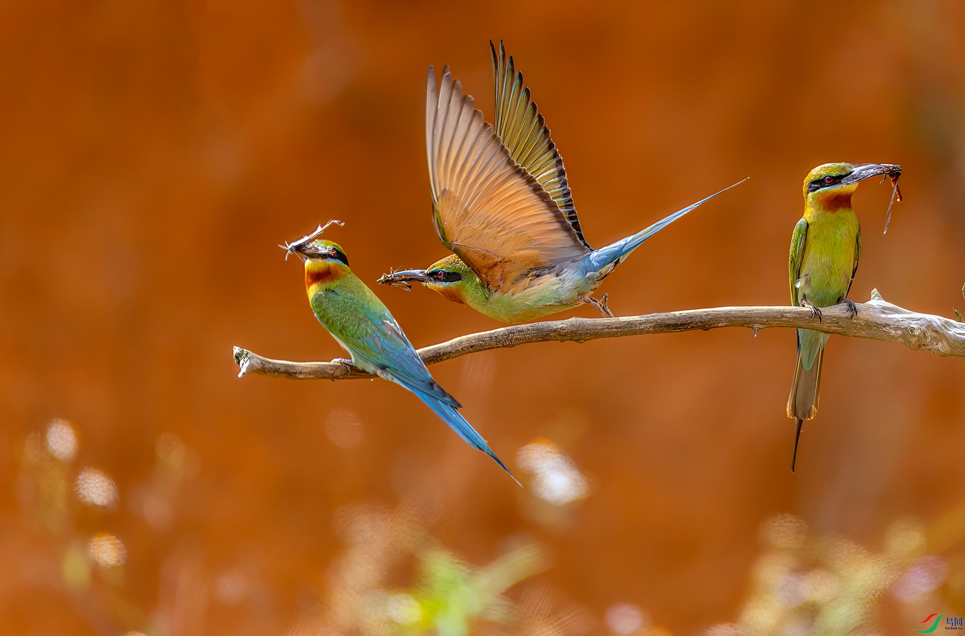 407A7047 ����-Sha---1 .jpg