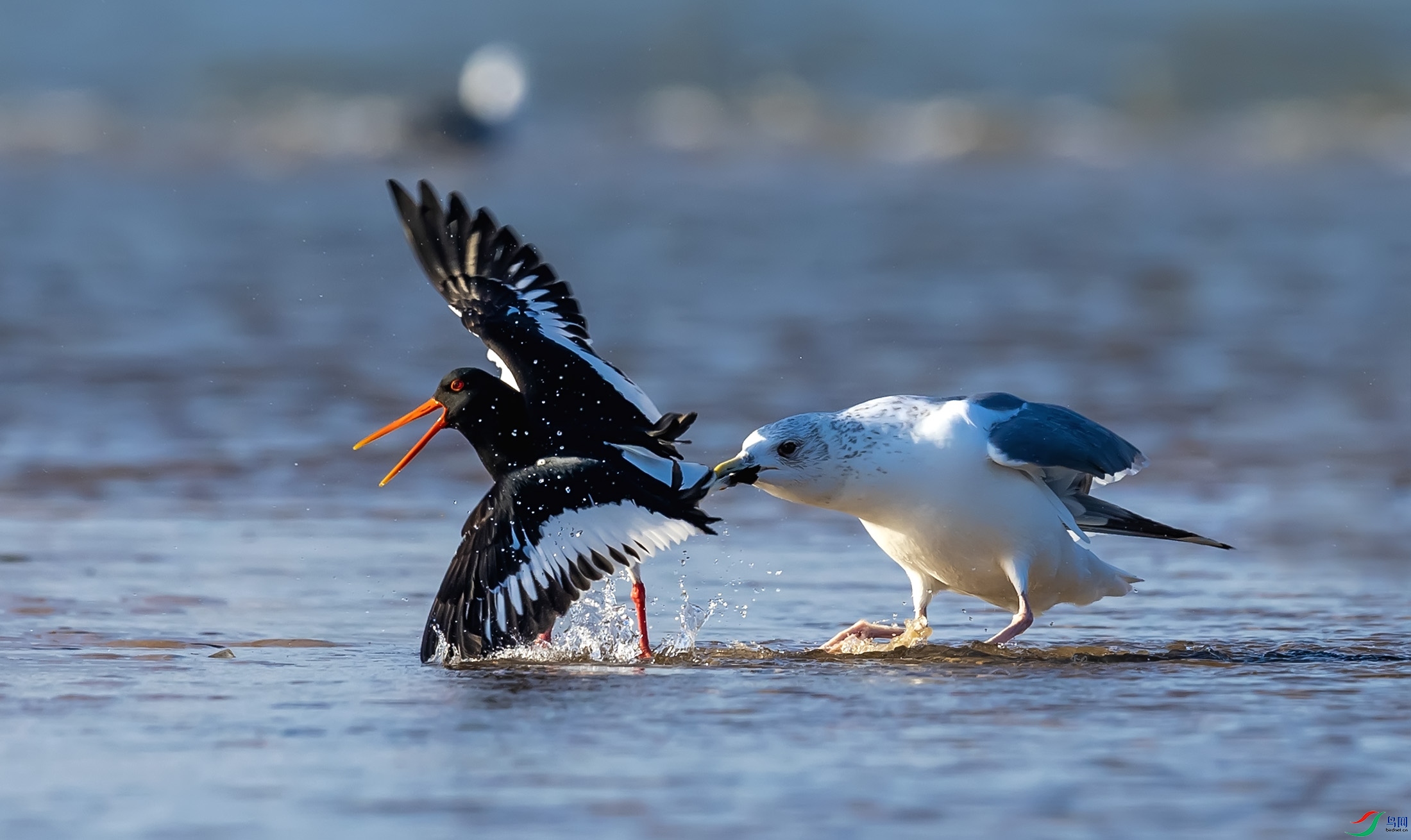 ��βŸ������