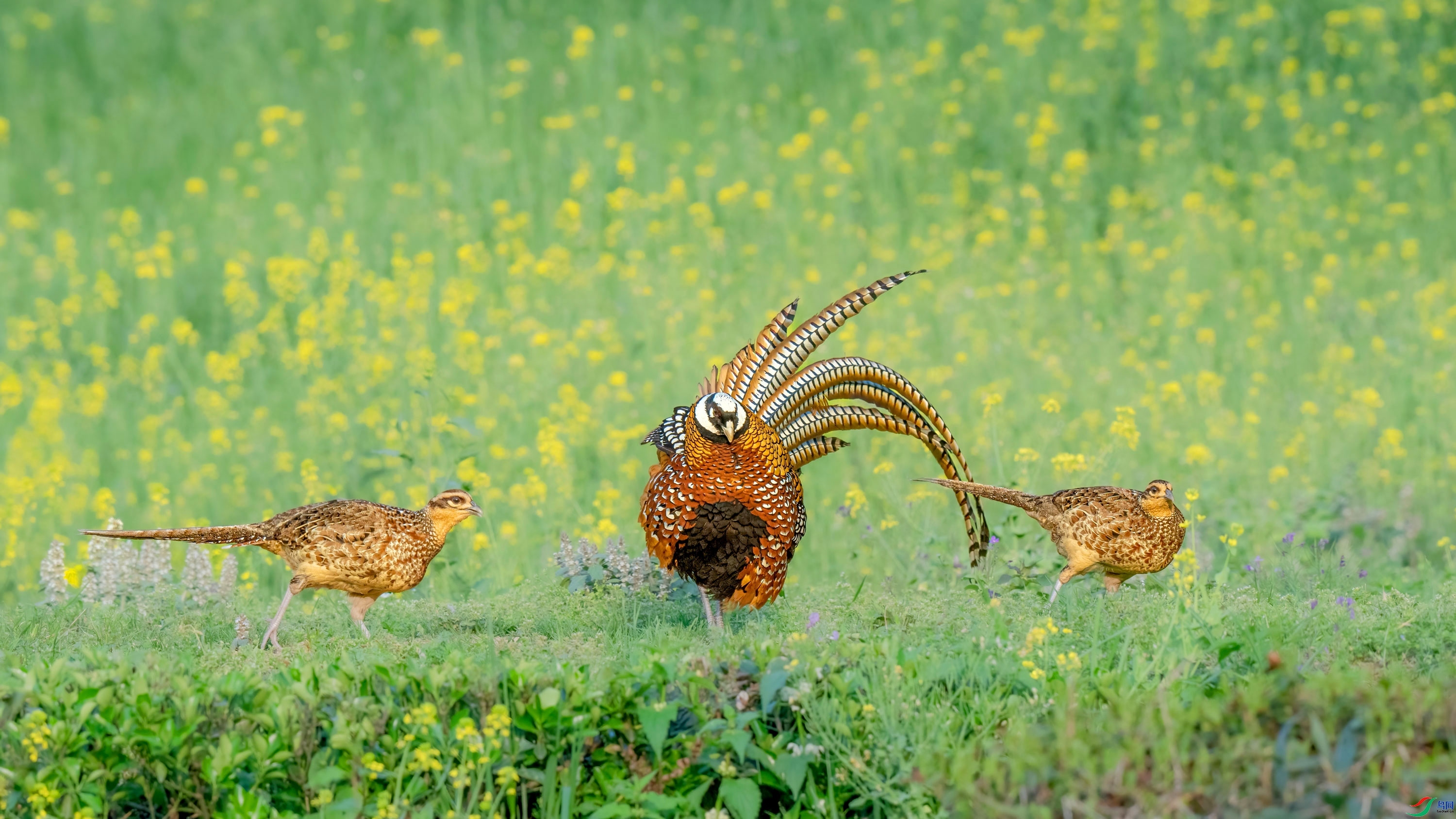 ��ӵ�ұ� ���� ���� ��һ.jpg